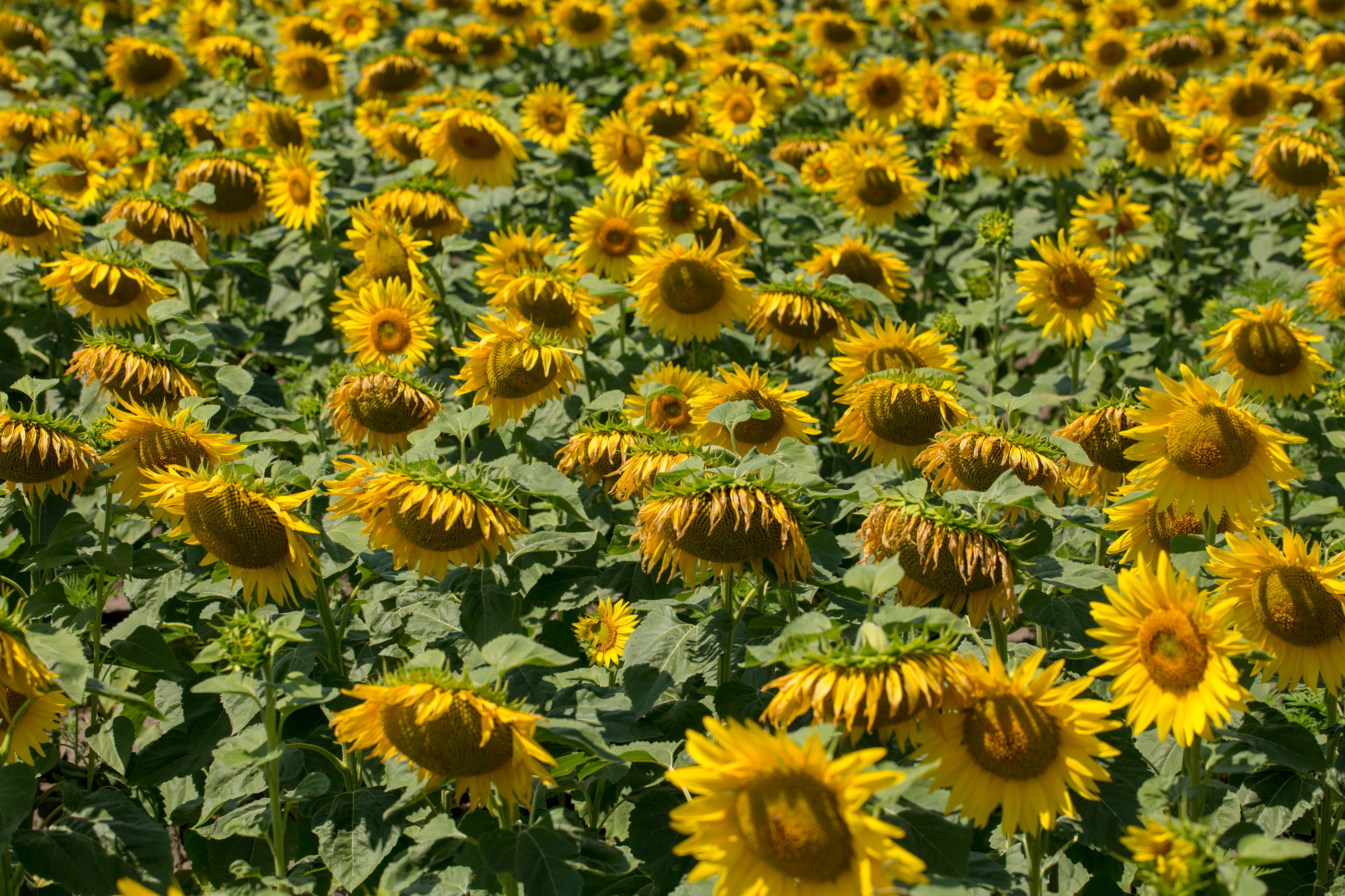 Vibrant Sunflower Field in Full Bloom · Free Stock Photo