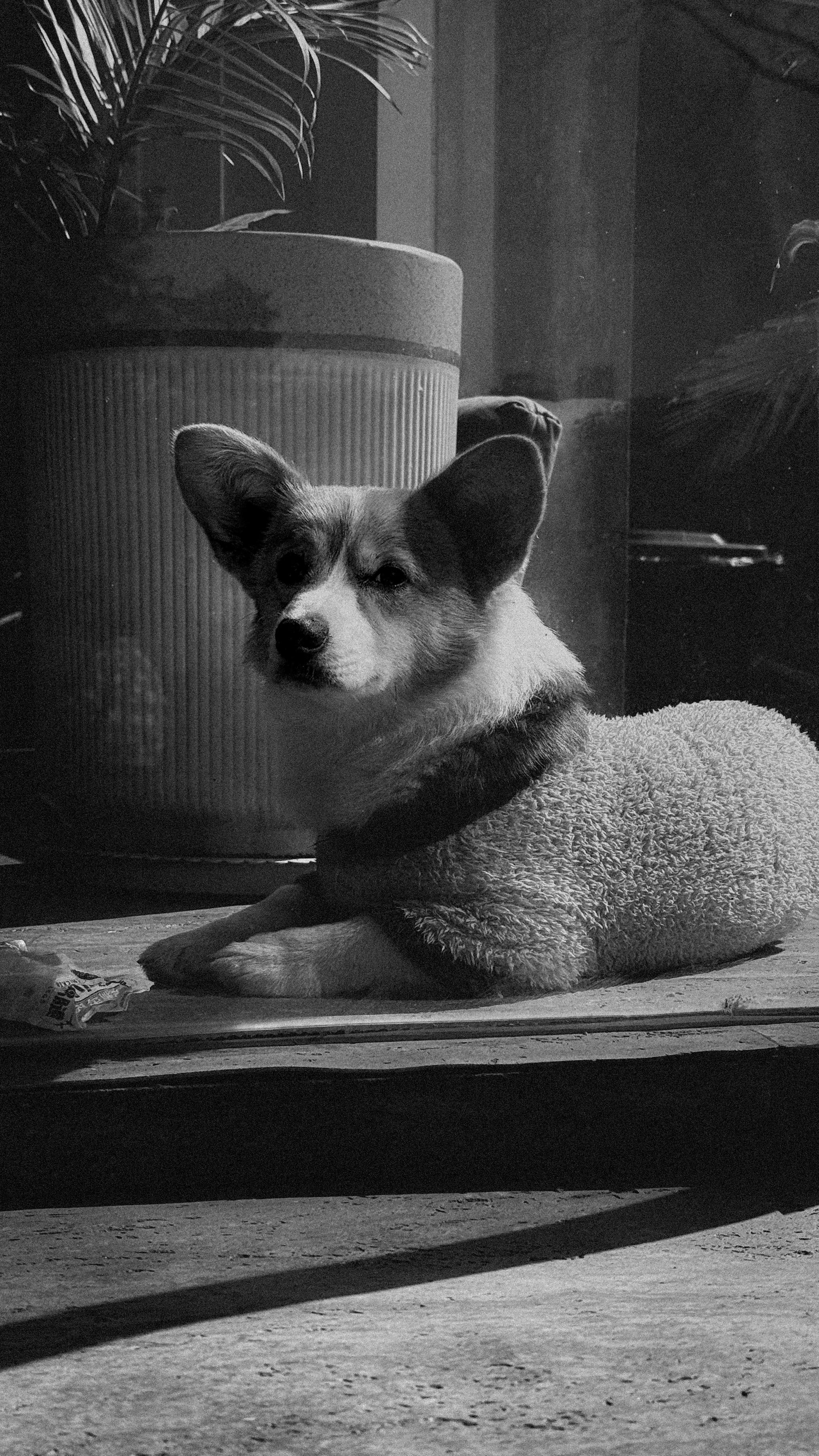 gratis Een serene zwart-witfoto van een Corgi die binnen naast een plant ligt te ontspannen. Stockfoto