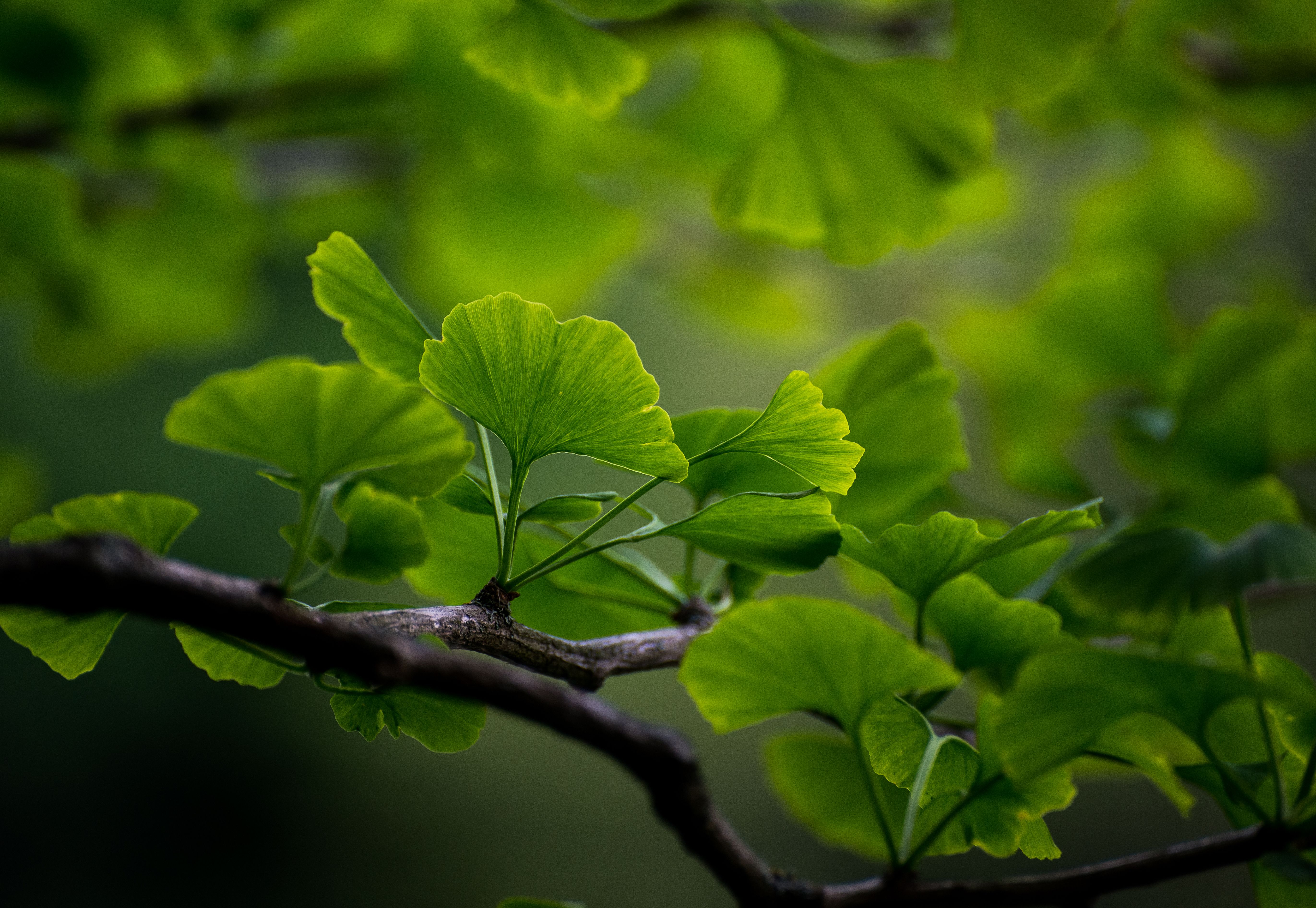 Ginkgo biloba leaves captured in vivid detail with sunlight filtering through, highlighting their unique fan shape. - Evidence evidence guide for ginkgo sleep randomized trial