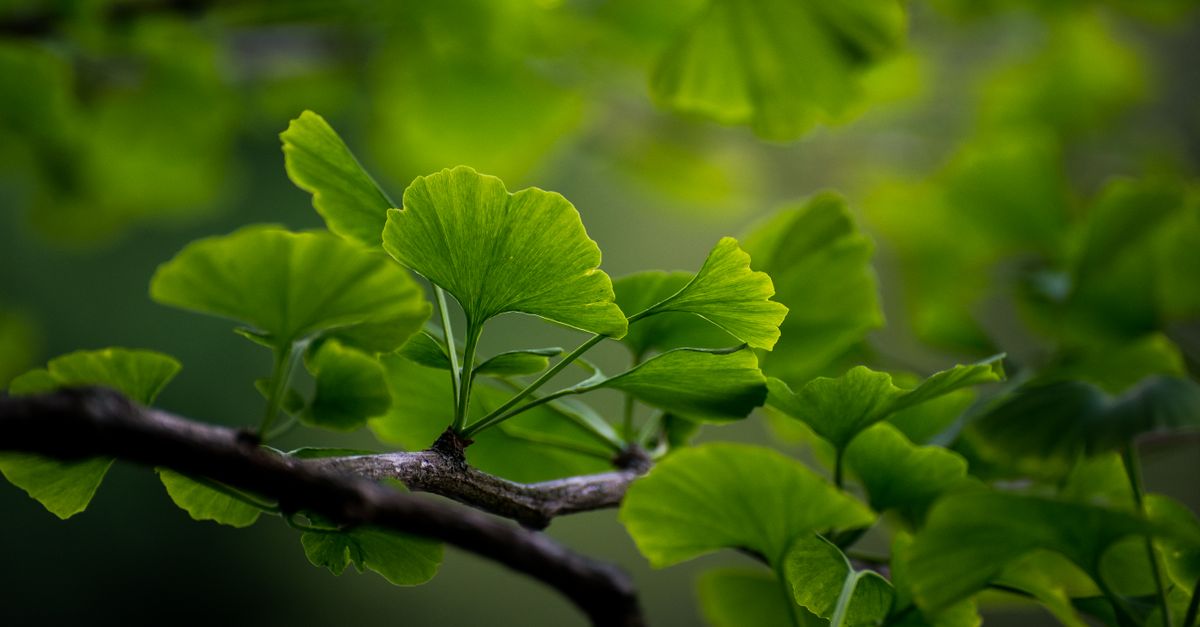 Ginkgo biloba leaves captured in vivid detail with sunlight filtering through, highlighting their unique fan shape. - Evidence evidence guide for ginkgo sleep randomized trial