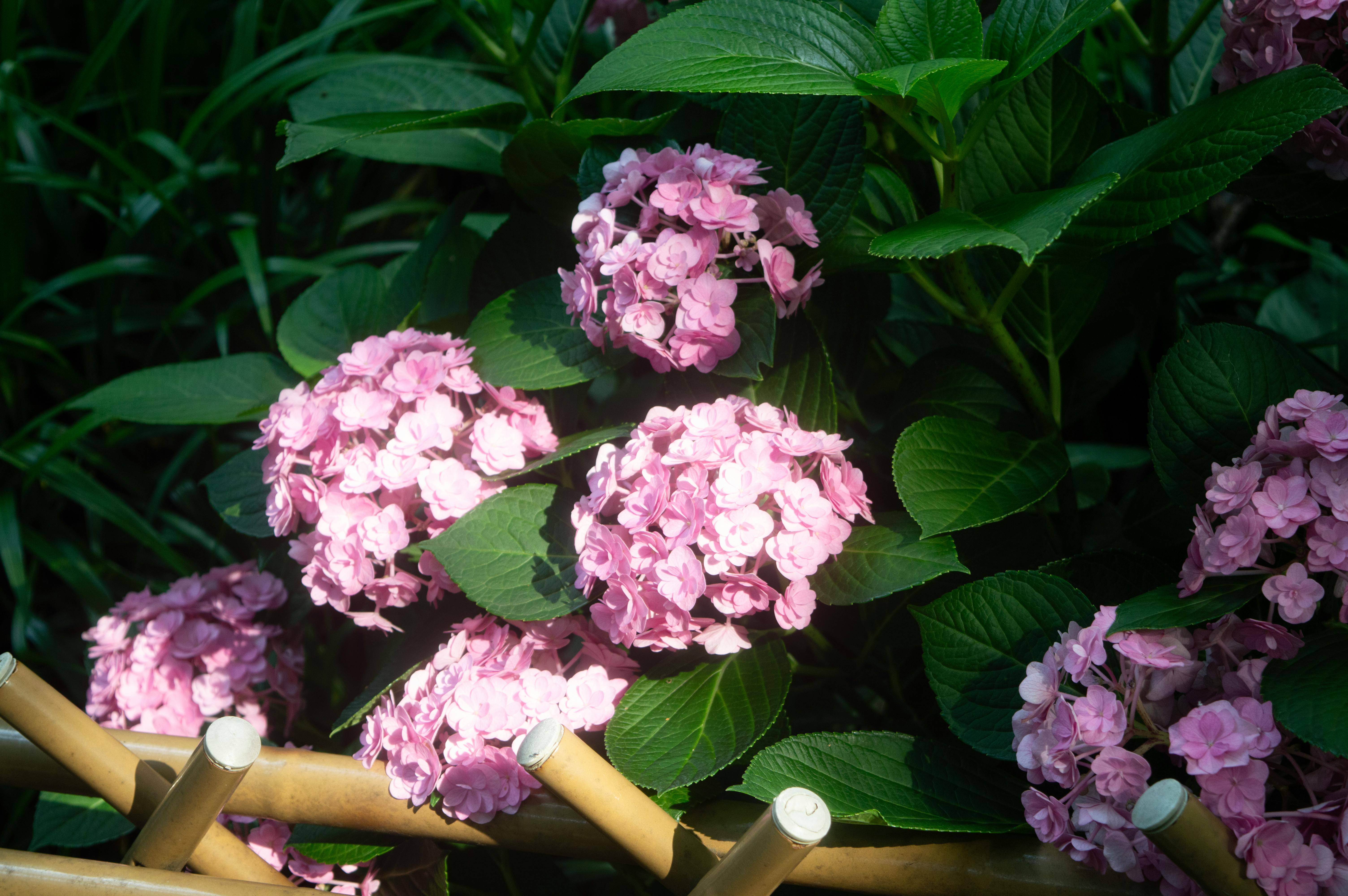 gratis Prachtige roze hortensia's bloeien te midden van weelderig groen in een zonnige buitenomgeving. Stockfoto