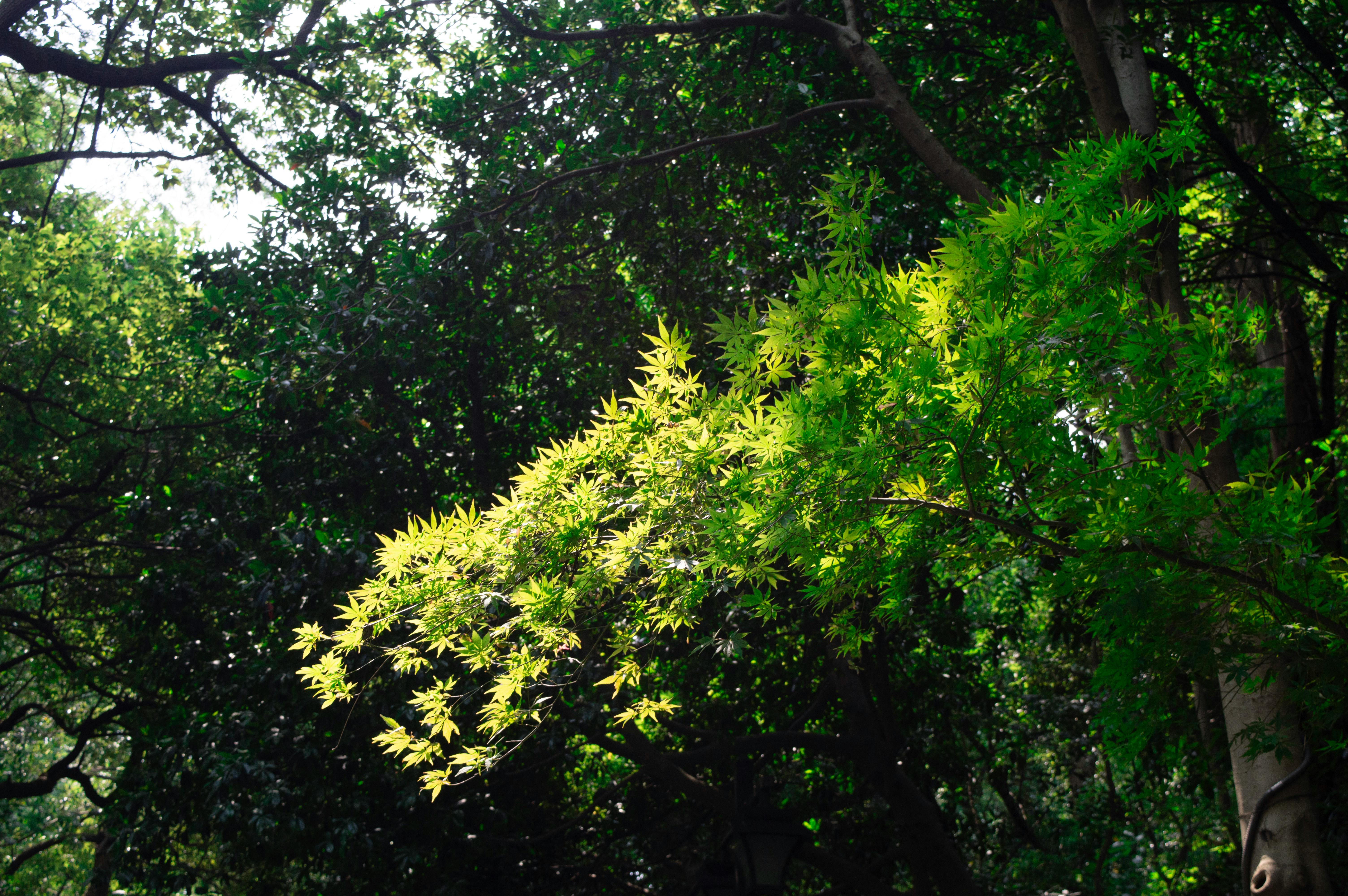 cannabis benefits — Photo by kuangkuang xia on Pexels