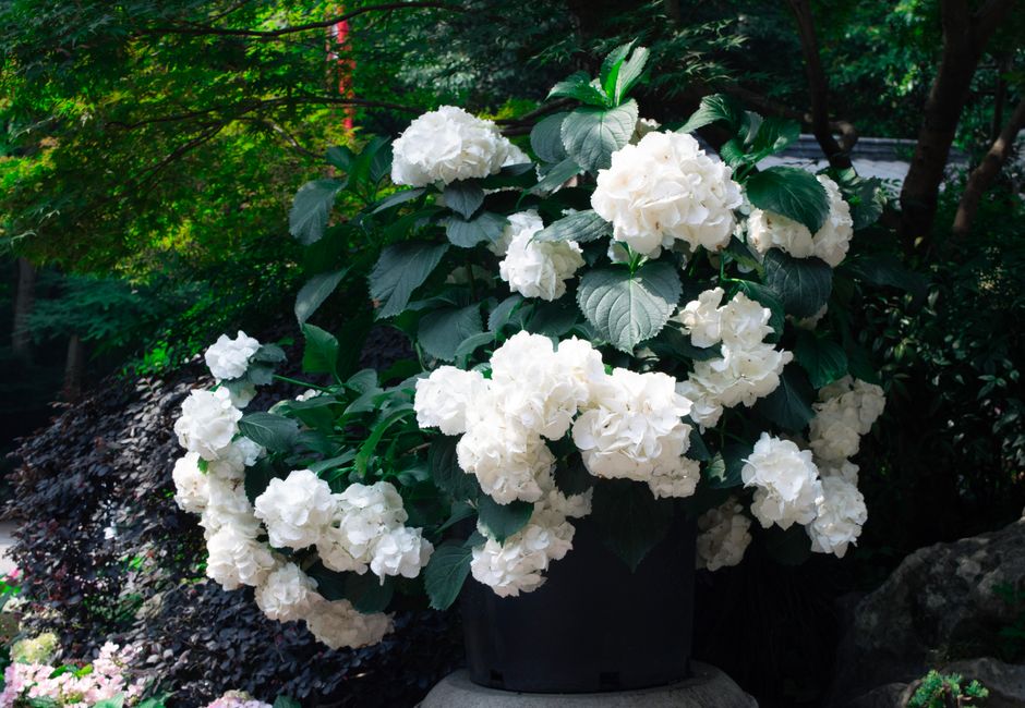 Signature Plantings