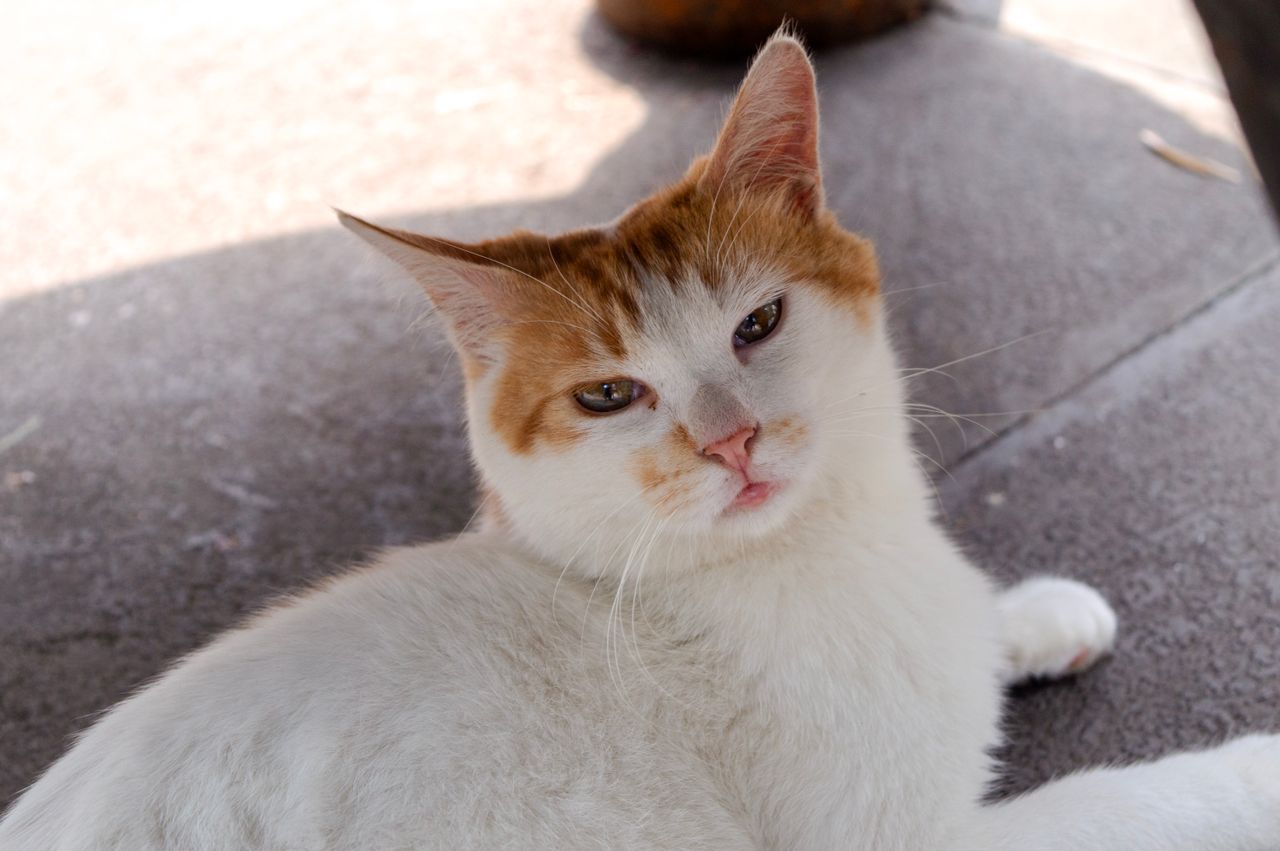charming white and orange cat lounging comfortably outdoors perfect pe