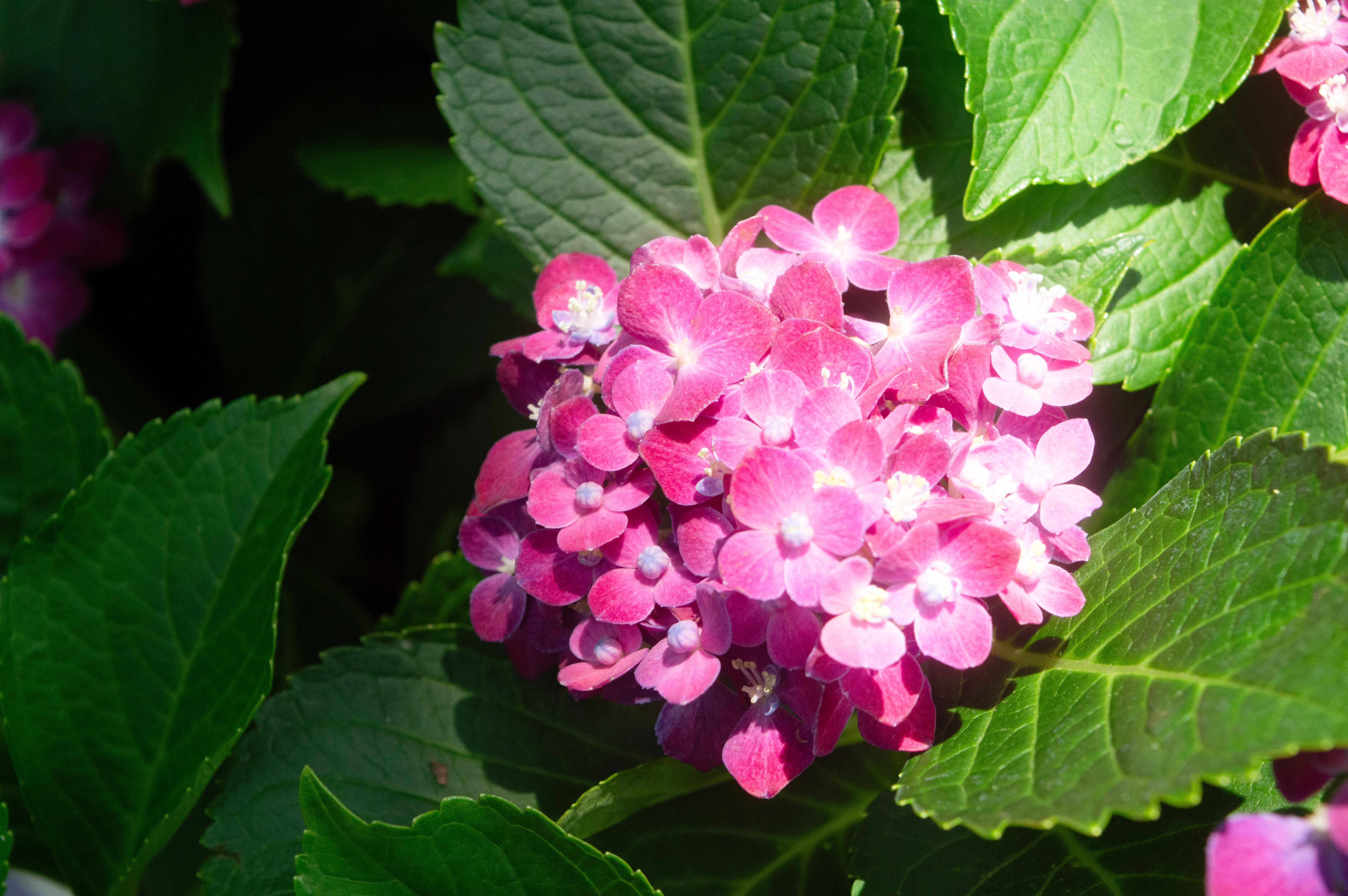 Vibrant Pink Hydrangea Blooms in Sunlight · Free Stock Photo