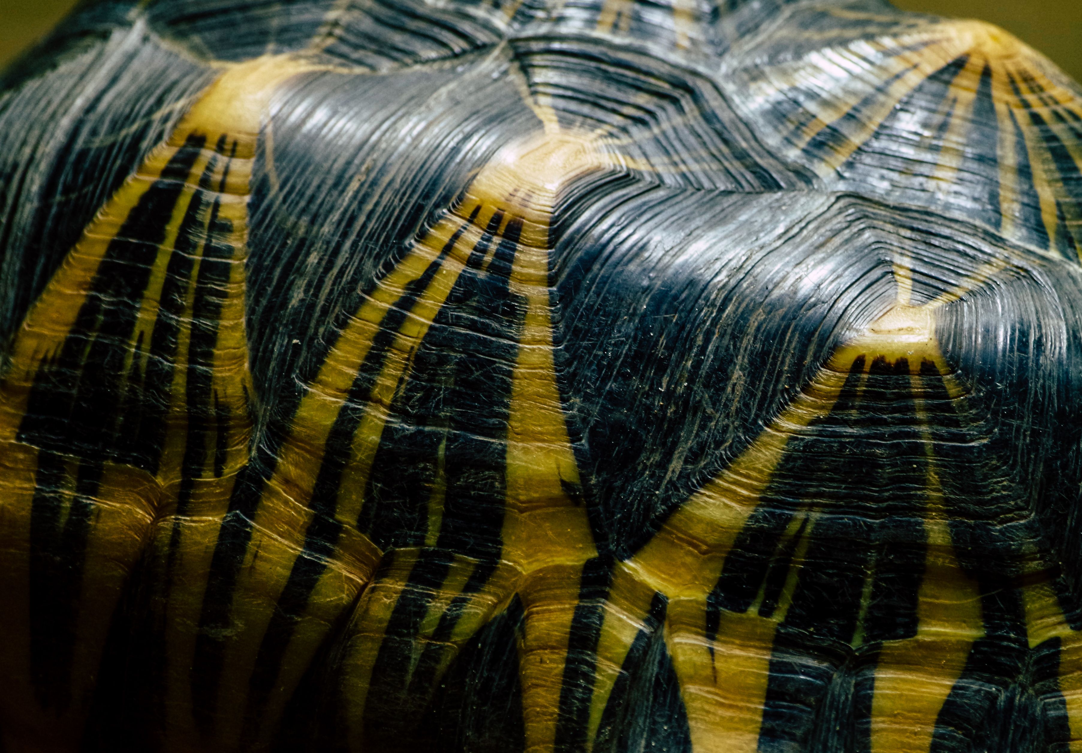 Tartaruga tigre d'água