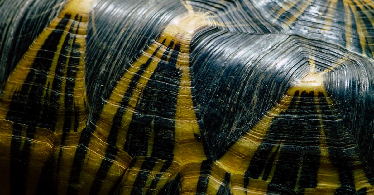 Taut Shells Close-up of a Radiated Tortoise Shell Pattern · Free Stock Photo