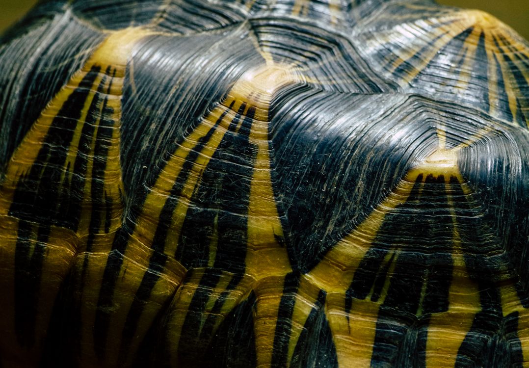 Close-up of a Radiated Tortoise Shell Pattern · Free Stock Photo