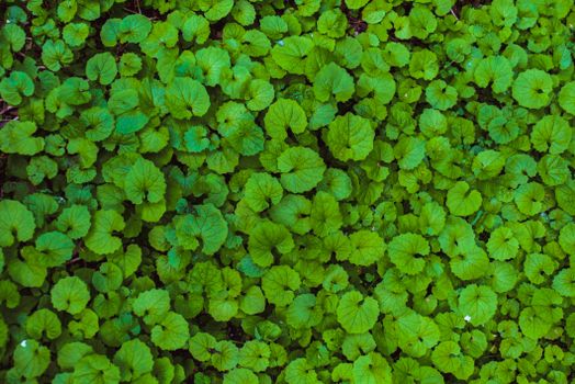 A dense carpet of vibrant green leaves creates a natural ground cover in a serene outdoor setting.