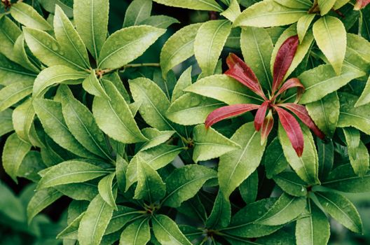 Close-up of vibrant green and red leaves with dewdrops, symbolizing nature's freshness.