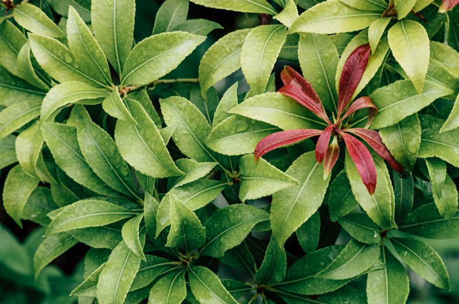 Close-up of vibrant green and red leaves with dewdrops, symbolizing nature's freshness.