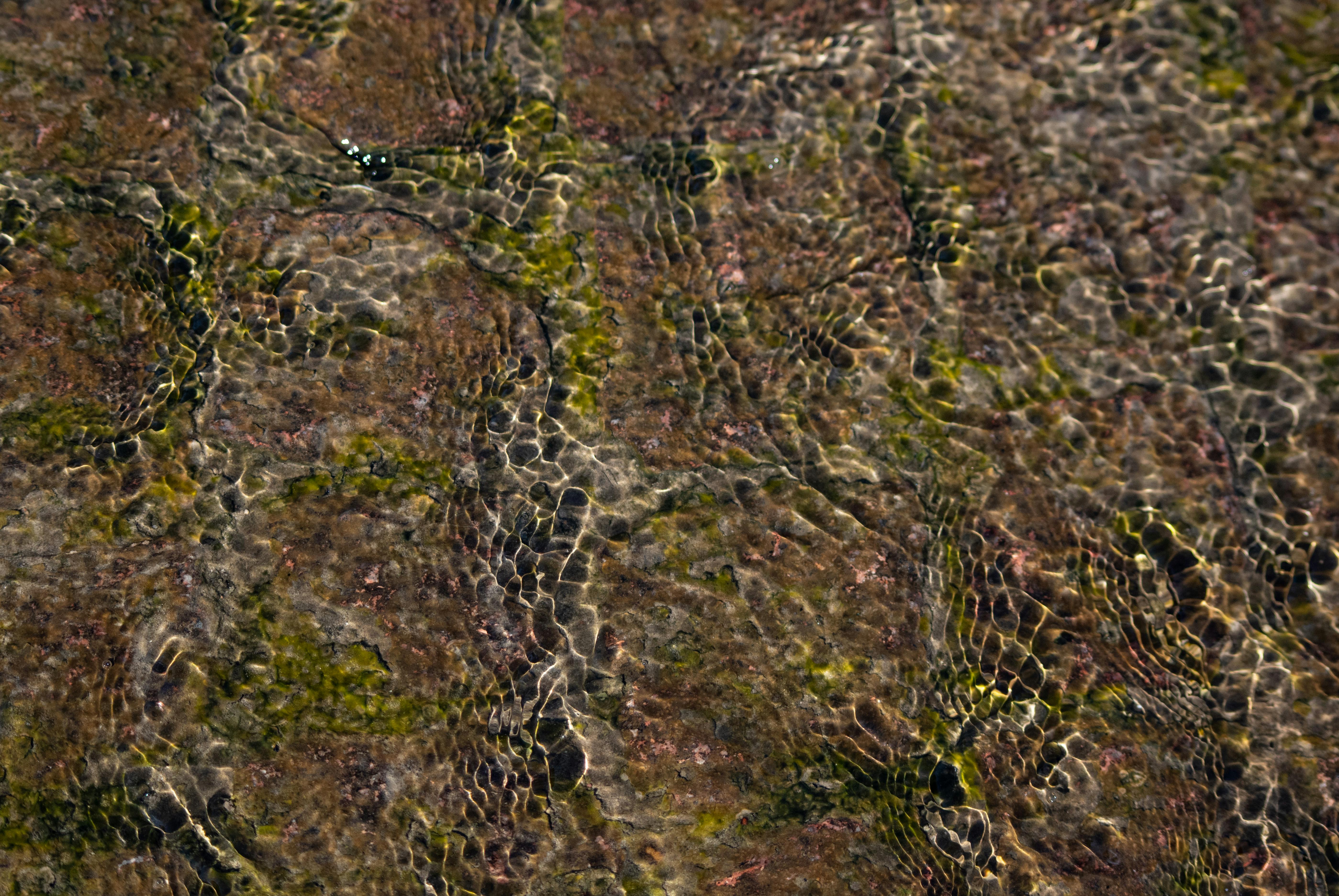 grátis Imagem aproximada da água ondulando sobre pedras cobertas de algas, criando um padrão abstrato natural. Foto profissional