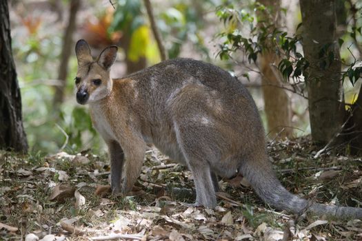 Ett wallaby i stadsmiljö