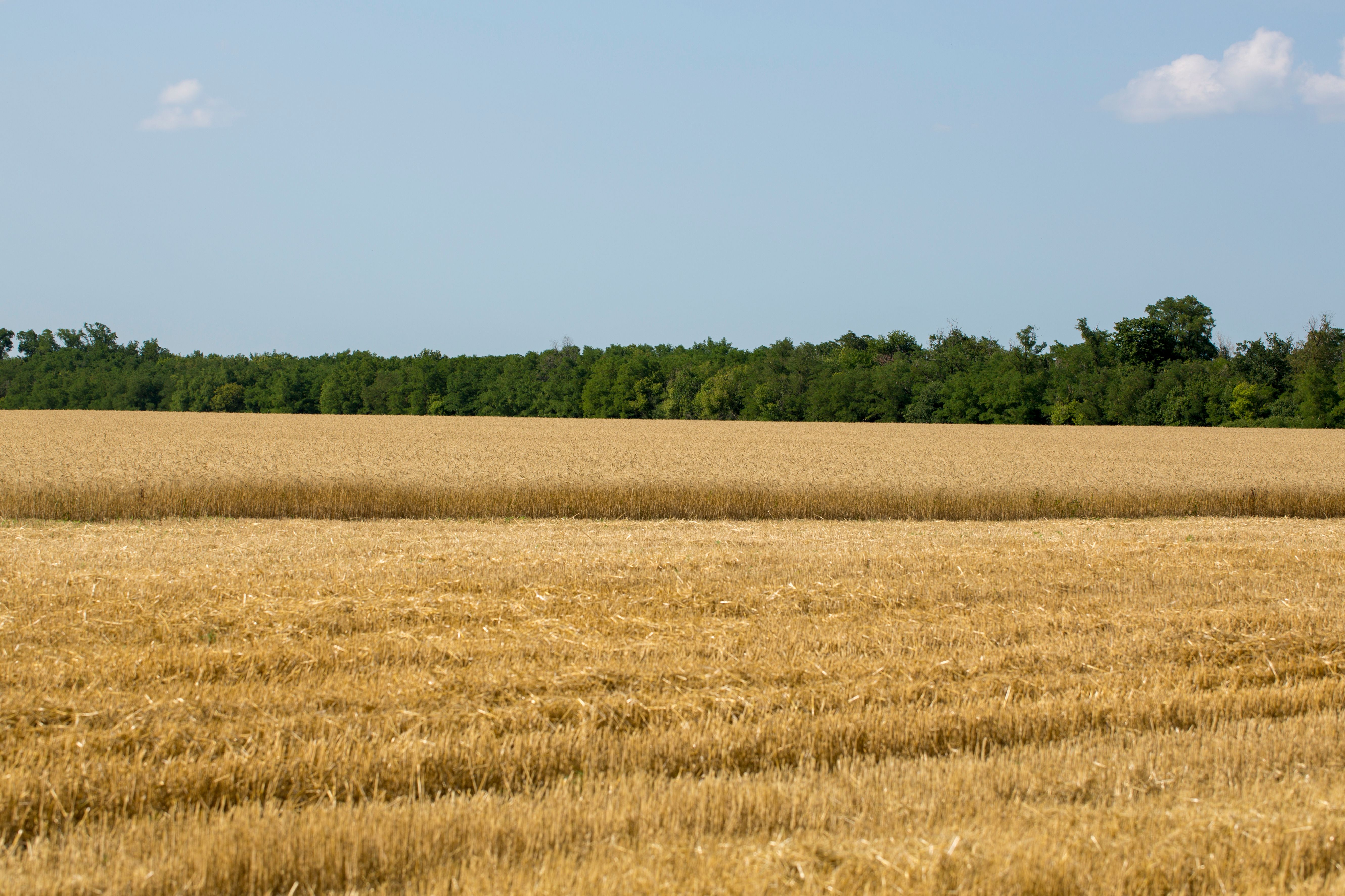 Golden Wheat Field Under Clear Blue Sky · Free Stock Photo