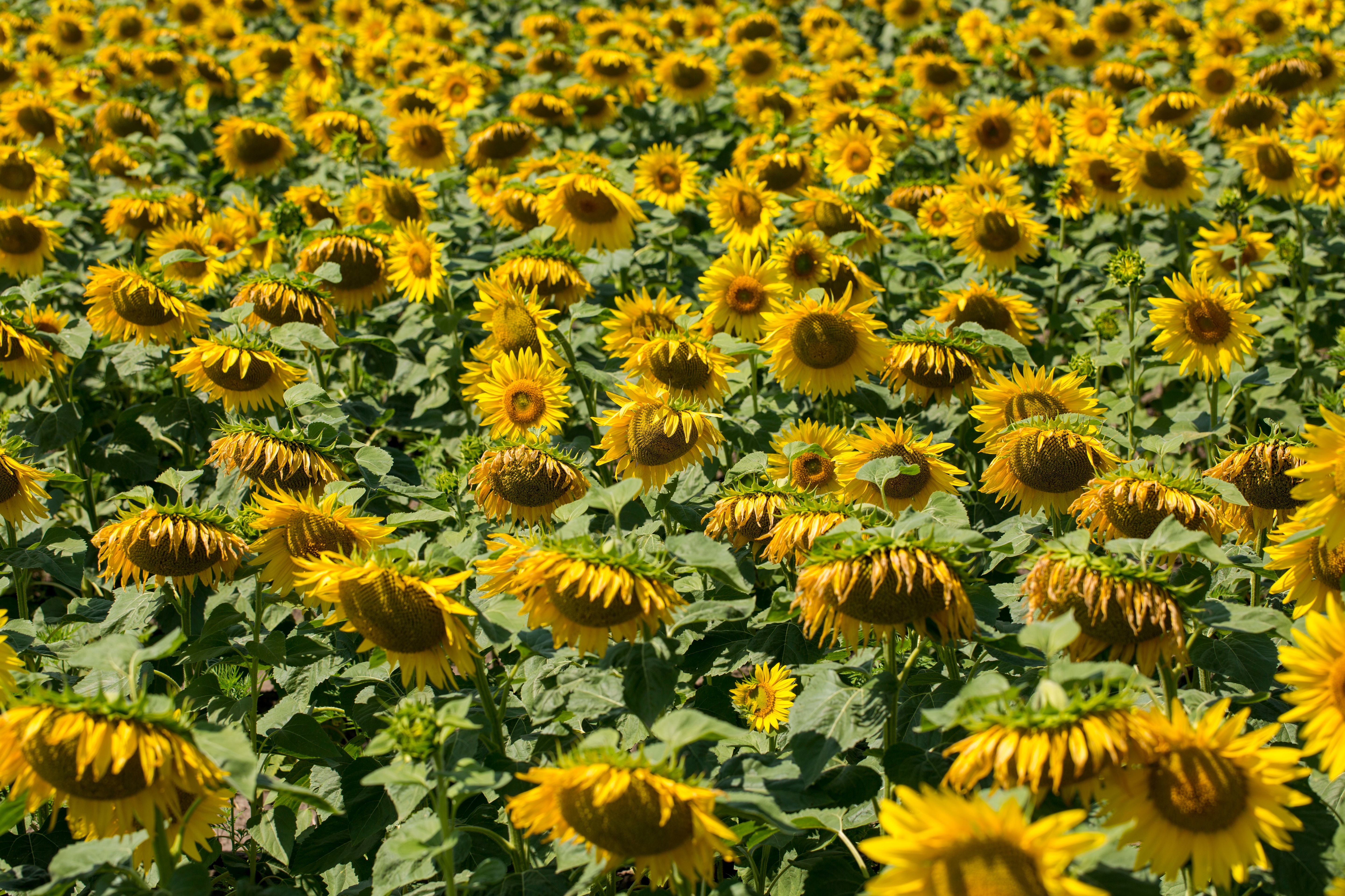 A vibrant field filled with blooming sunflowers under the bright summer sun.