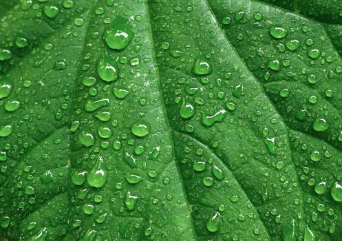 Vibrant macro shot of a green leaf covered in water droplets, offering a fresh nature concept.