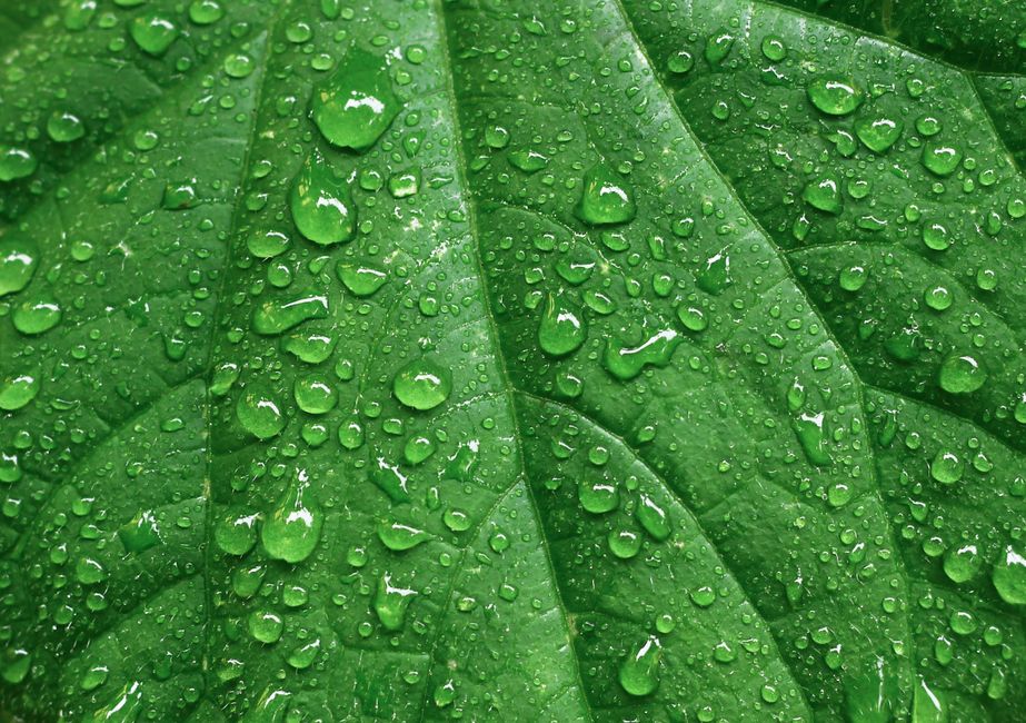 Vibrant macro shot of a green leaf covered in water droplets, offering a fresh nature concept.