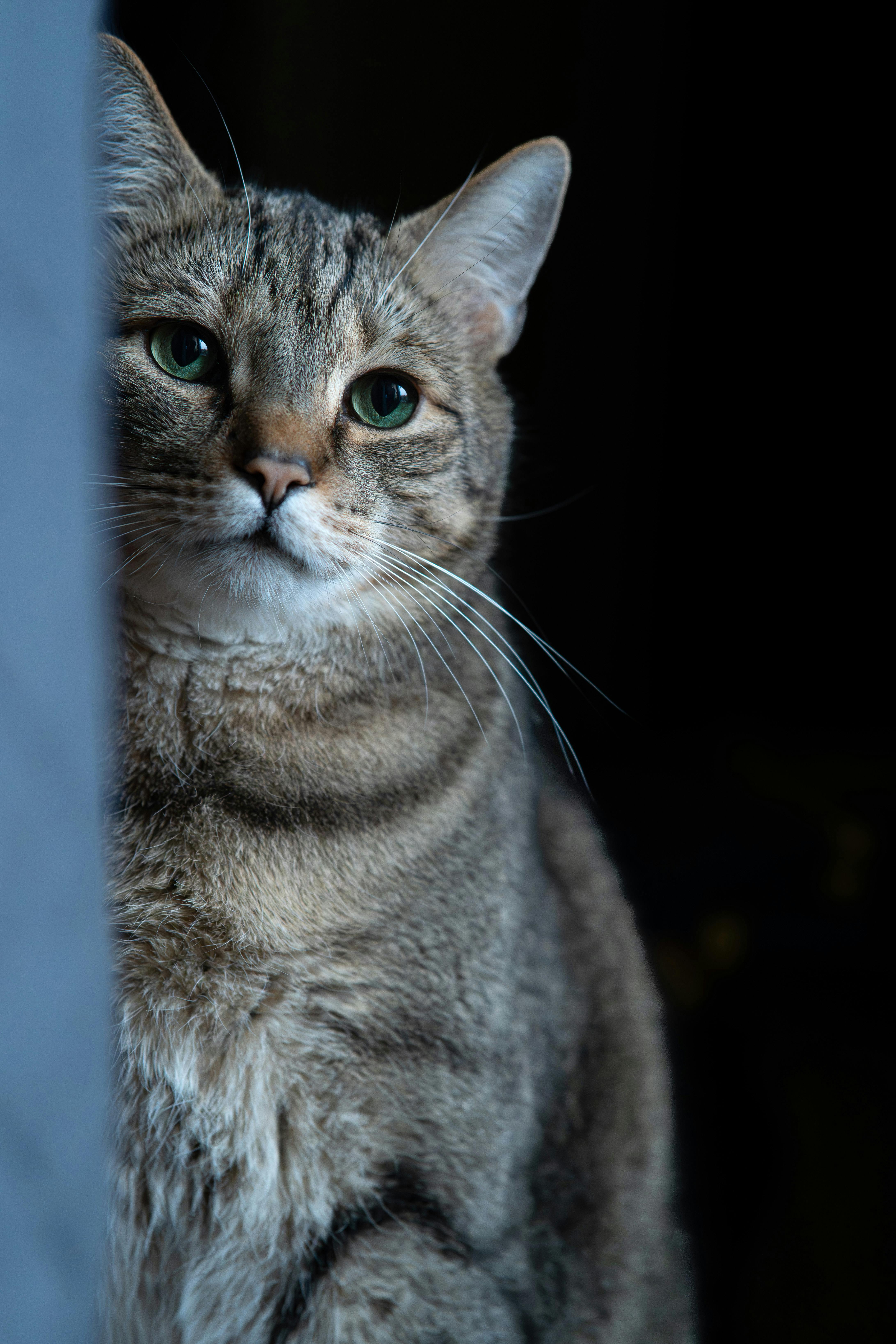 Δωρεάν στοκ φωτογραφιών με αιλουροειδές, αιλουροειδές κομψότητα, αιλουροειδές ομορφιά Φωτογραφία από στοκ φωτογραφιών