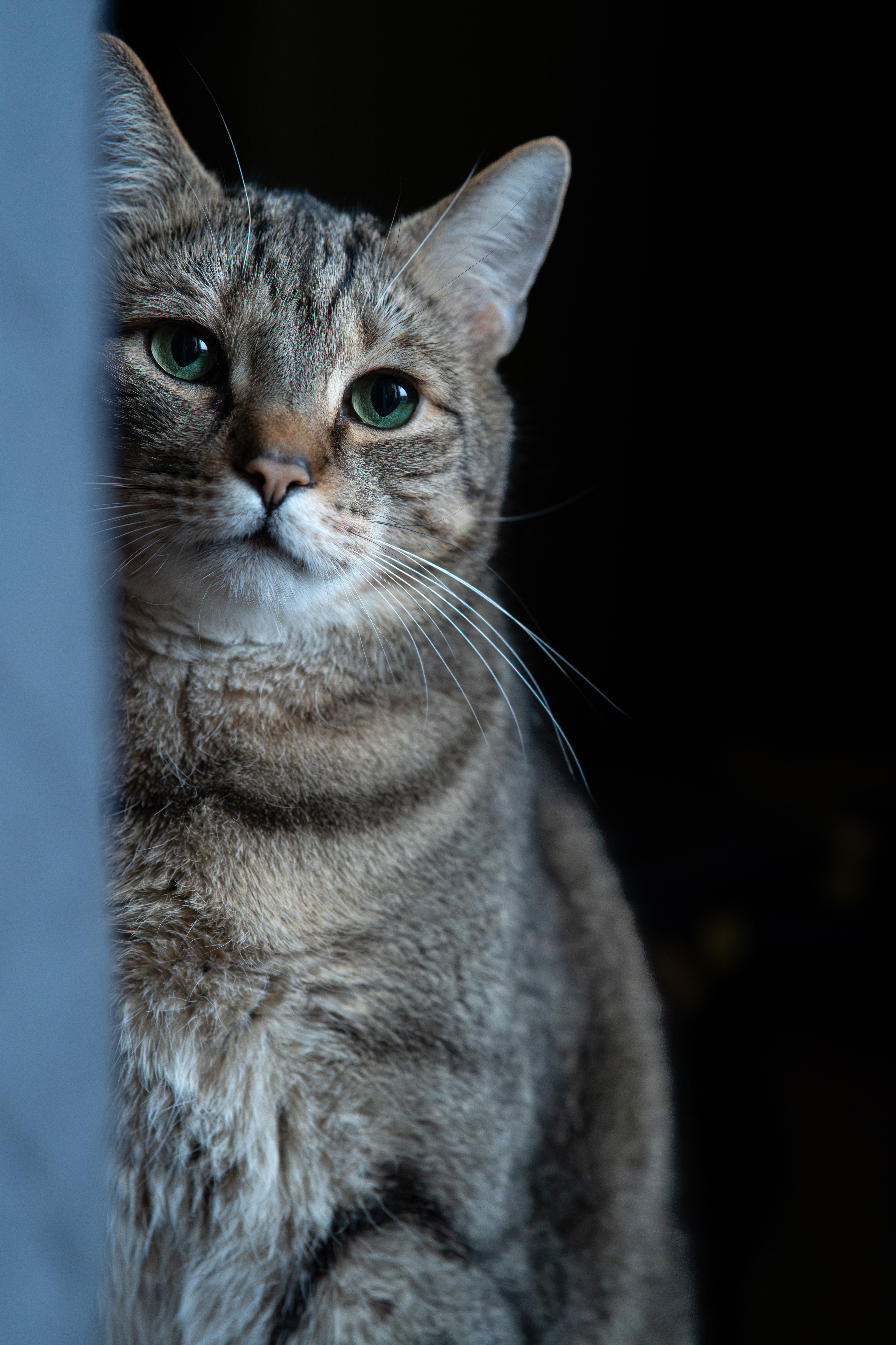 Close-Up Portrait of a Tabby Cat with Green Eyes · Free Stock Photo