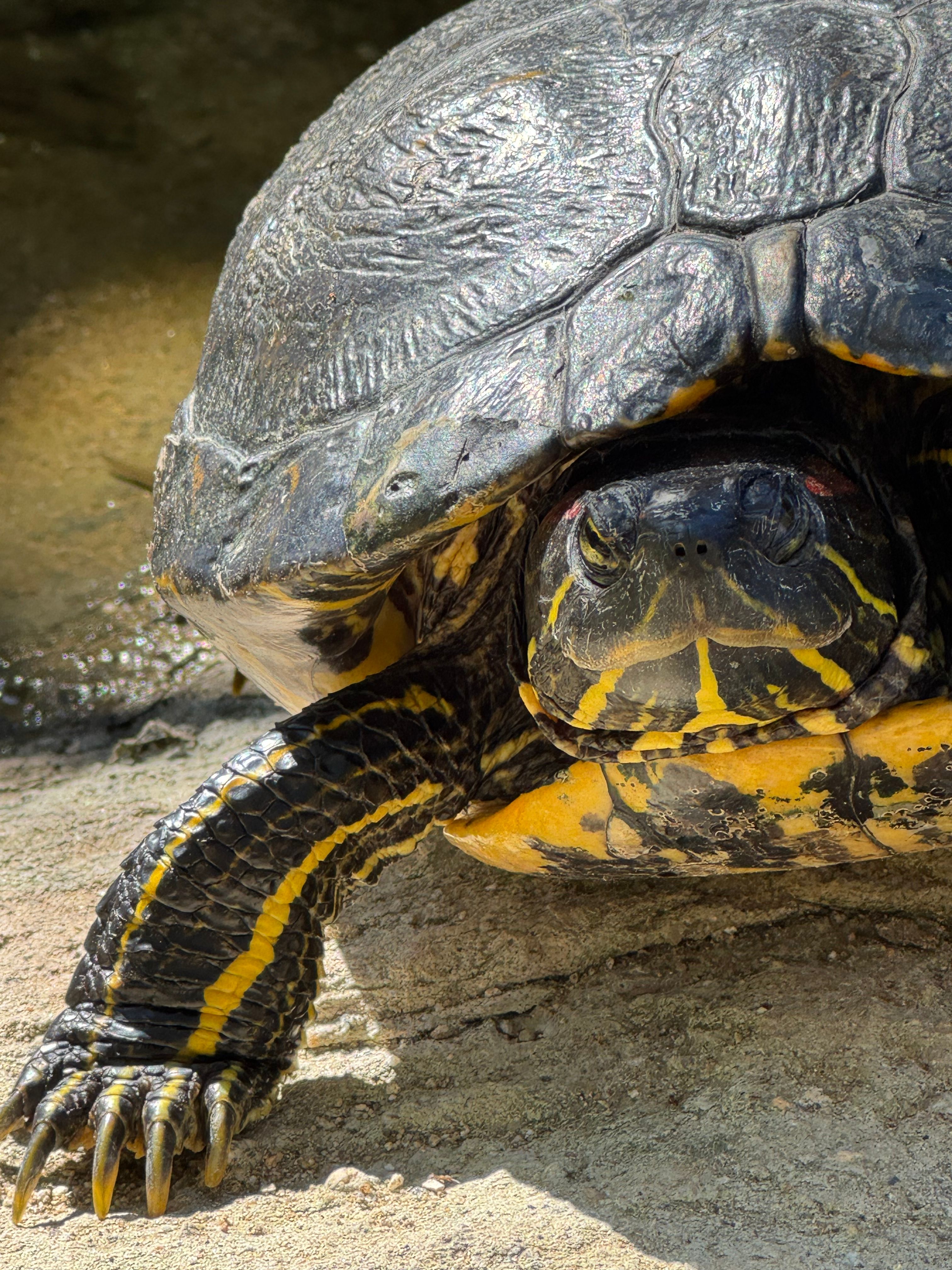 Close-up of a Yellow-Bellied Turtle in Sunlight · Free Stock Photo