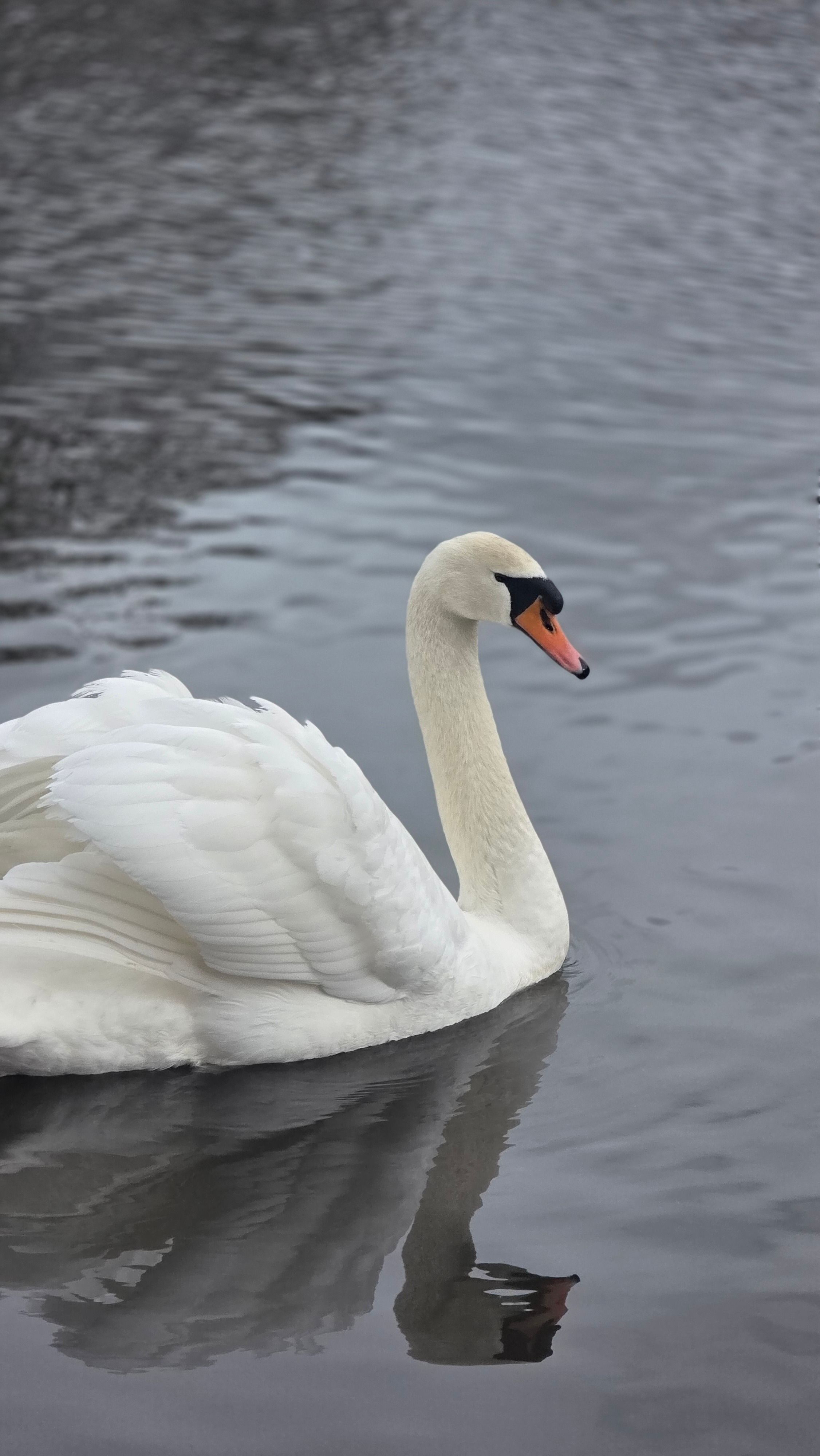 Graceful Mute Swan Gliding on Calm Lake Surface · Free Stock Photo