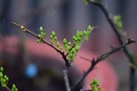 Close-up of Budding Branch in Early Spring
