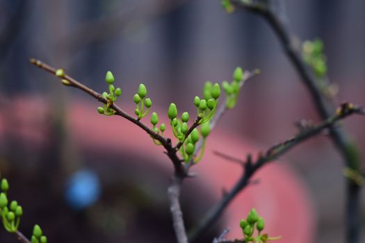 pale green plant buds sprouting