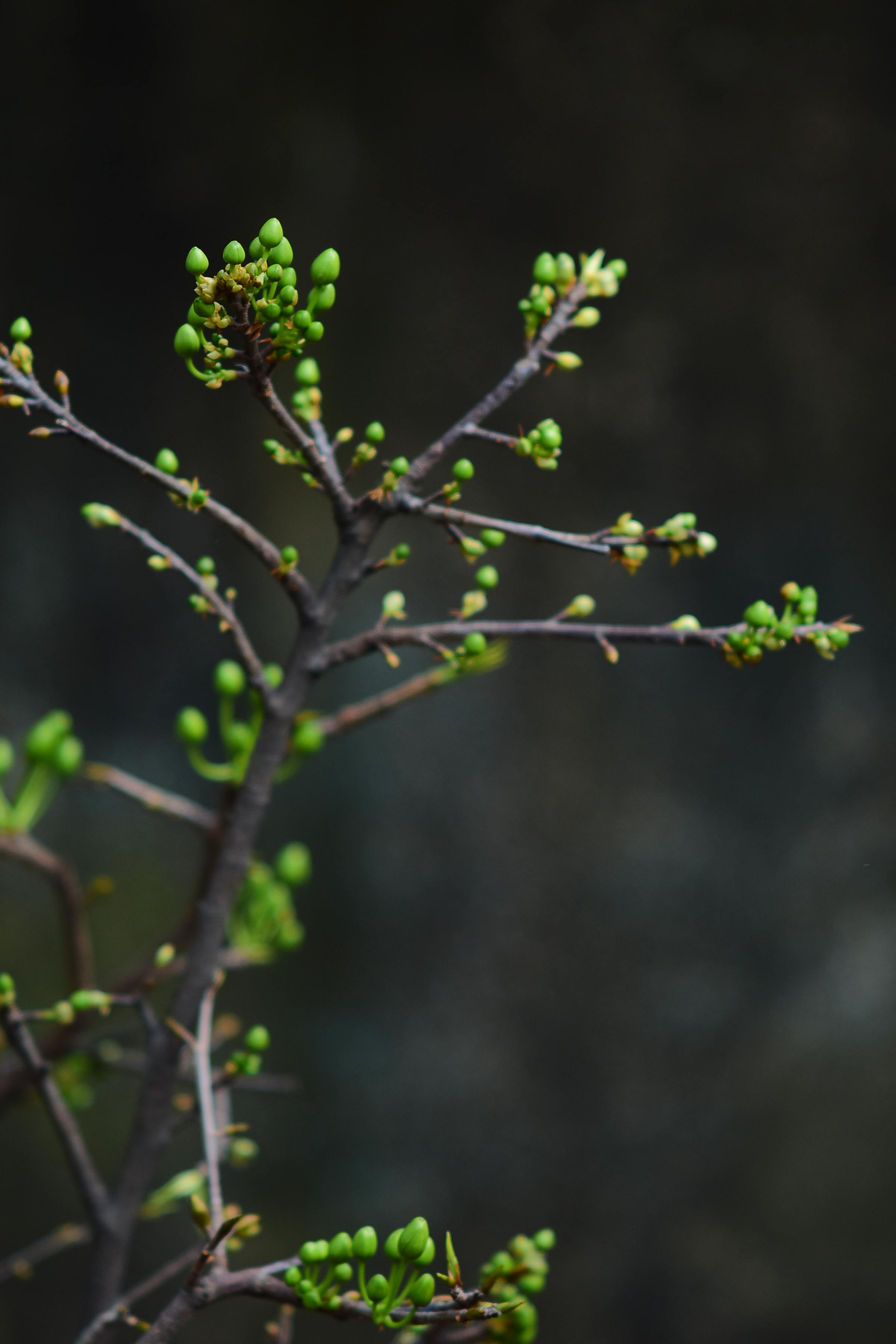 gratis Een fascinerende close-up van verse groene knoppen die aan een tak ontluiken tegen een donkere achtergrond. Stockfoto
