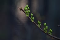 Close-up of Green Budding Branch in Springtime