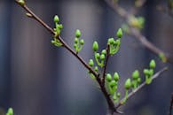Close-up of budding branch in early spring