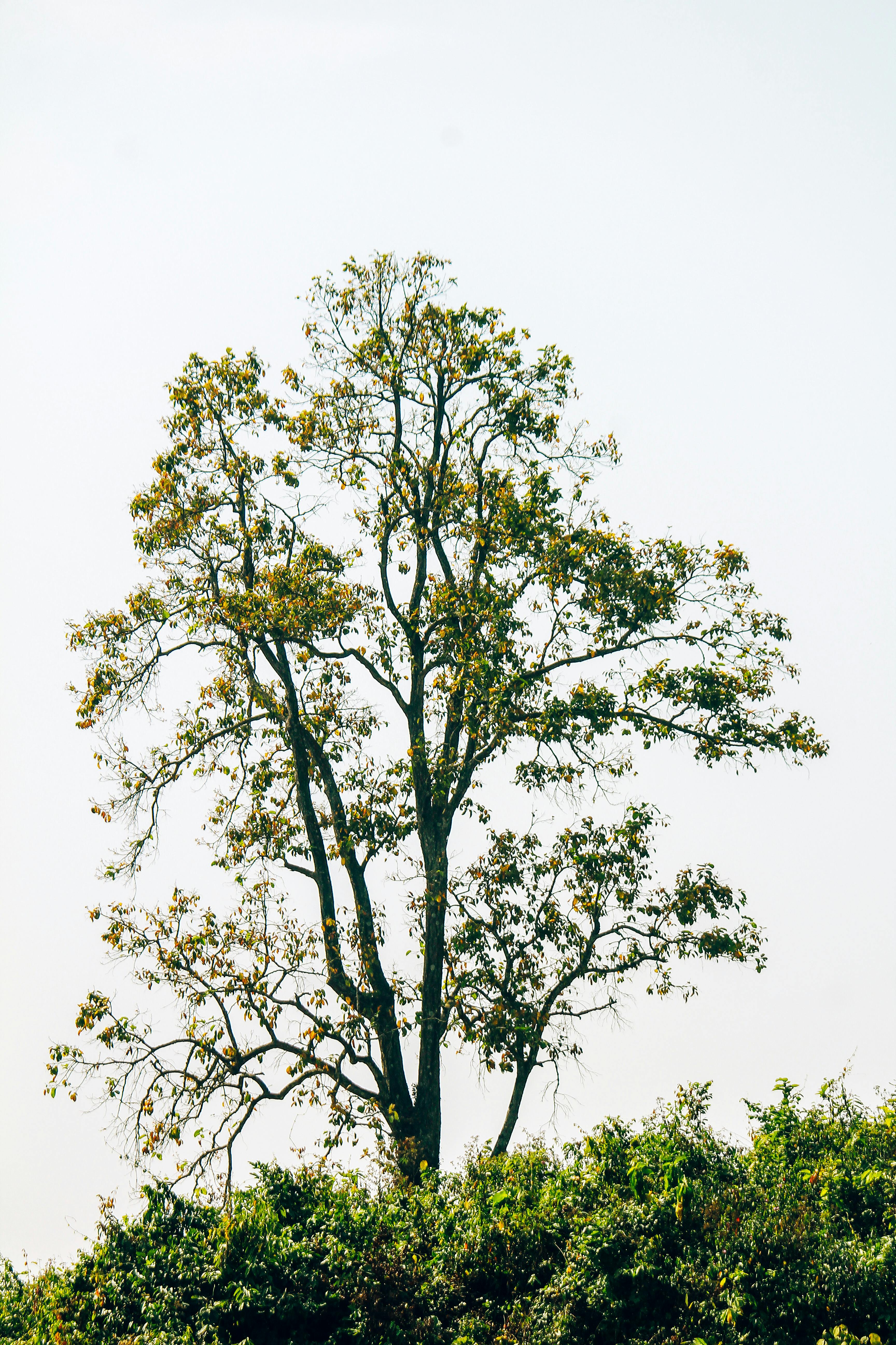 Free A solitary tree stands tall against a clear sky, showcasing the beauty of nature in daylight. Stock Photo