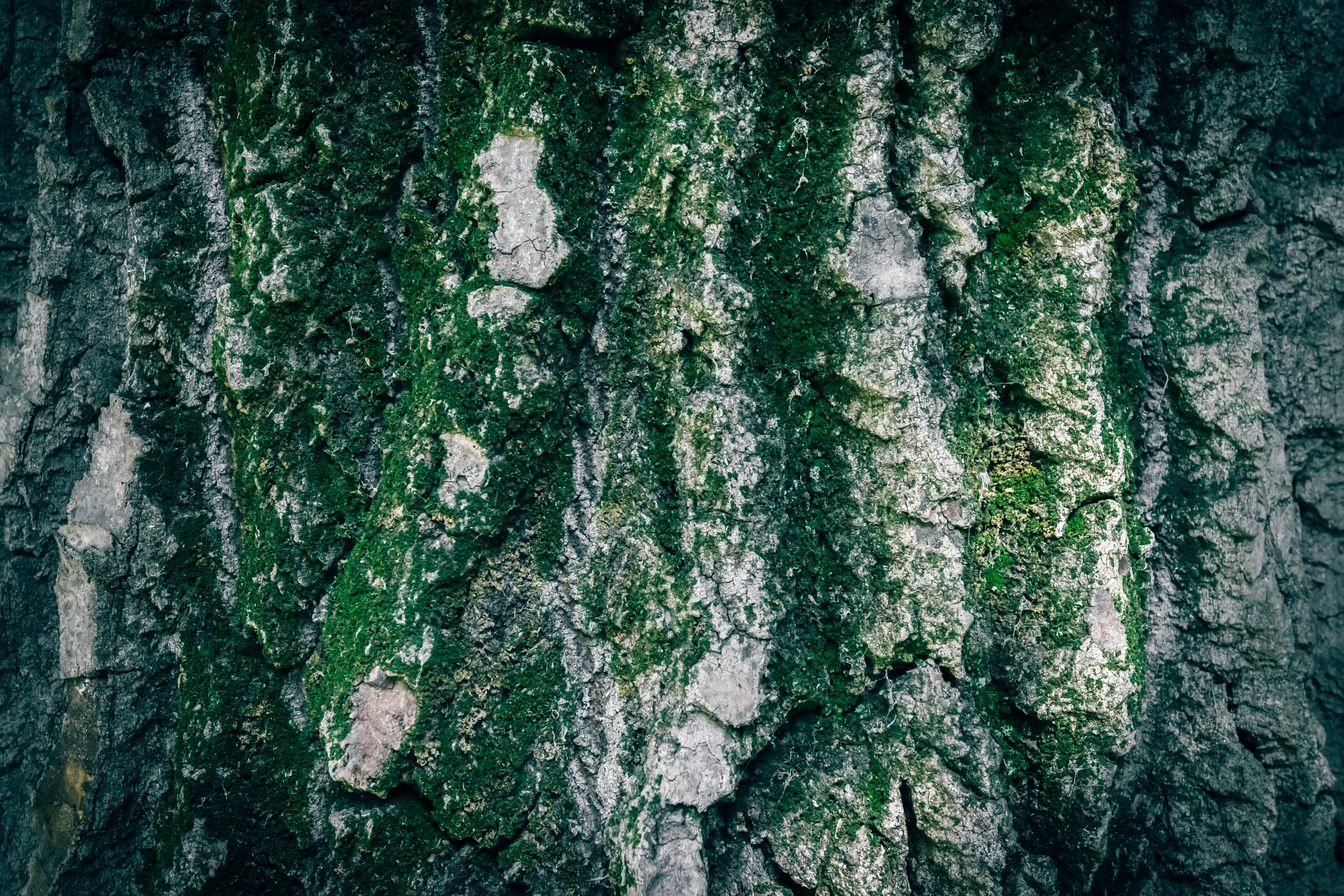 Gratis Nærbilde av teksturert trebark med grønn mose, som viser frem naturlige vekstmønstre. Arkivbilde