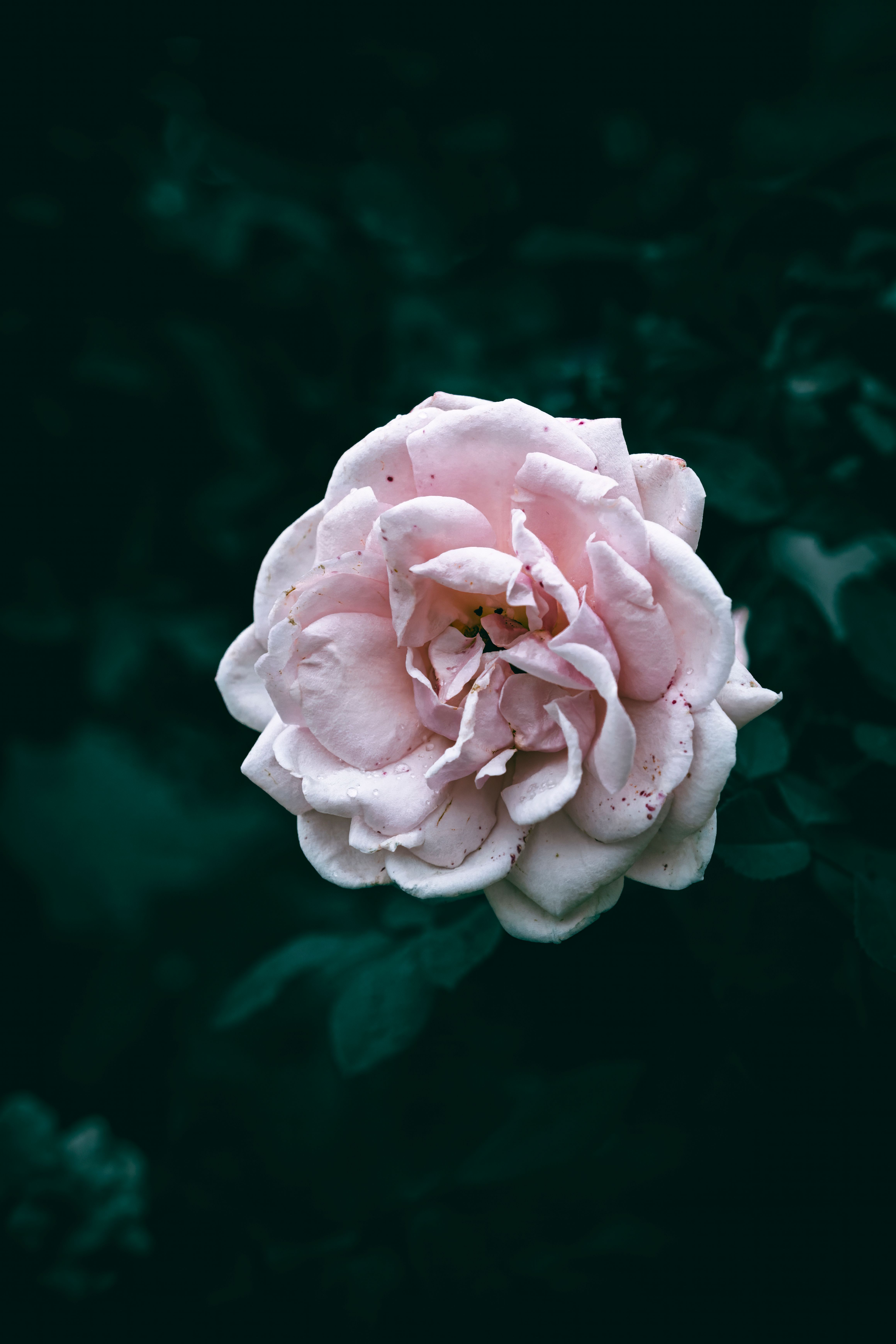 Close-up of a Delicate Pink Rose with Water Droplets · Free Stock Photo