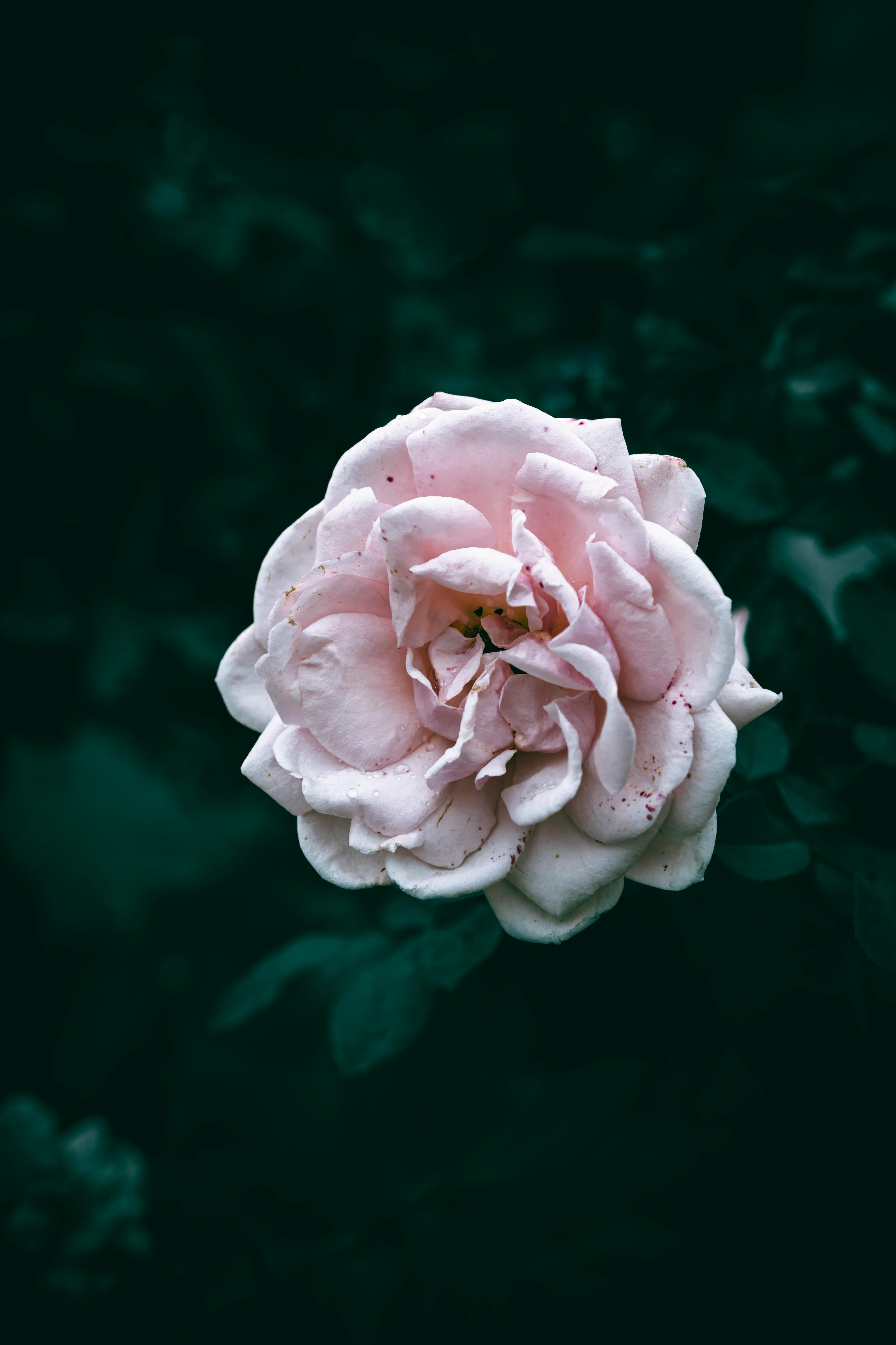 gratis Een prachtige, bloeiende roze roos tegen een donkere achtergrond met frisse waterdruppels die de delicate bloemblaadjes accentueren. Stockfoto