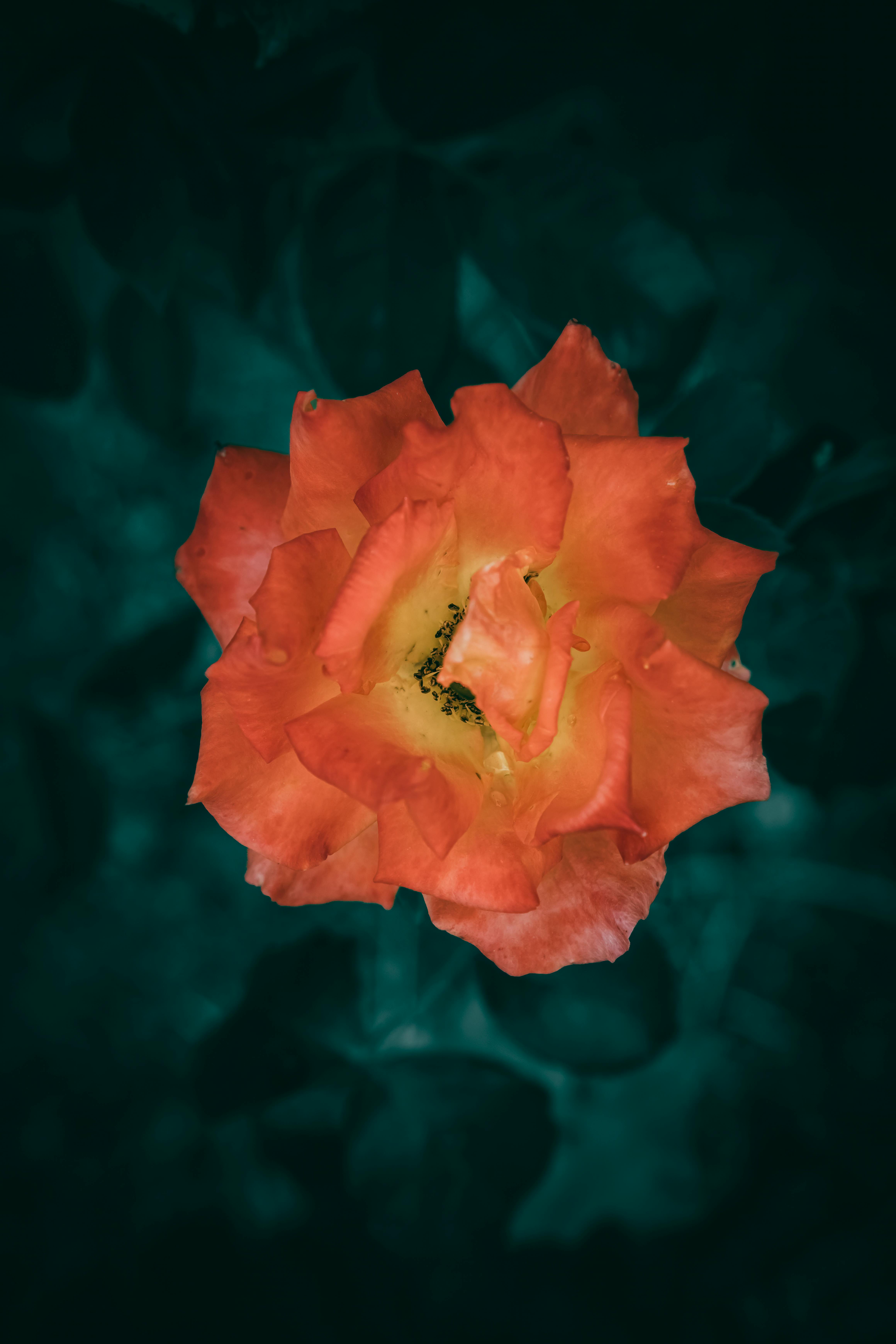 Gratis Nærbilde av en oransje rose i full blomst mot en mørk, stemningsfull bakgrunn. Arkivbilde