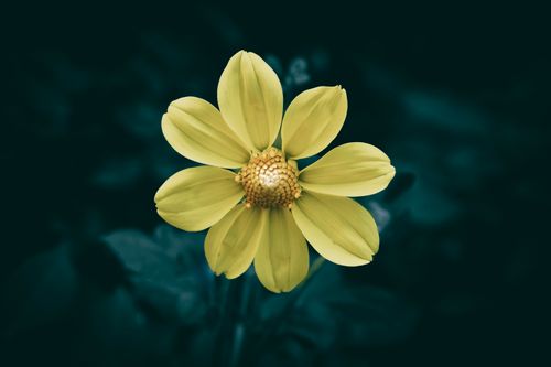 Free Vibrant yellow dahlia flower in full bloom against a dark green background. Stock Photo