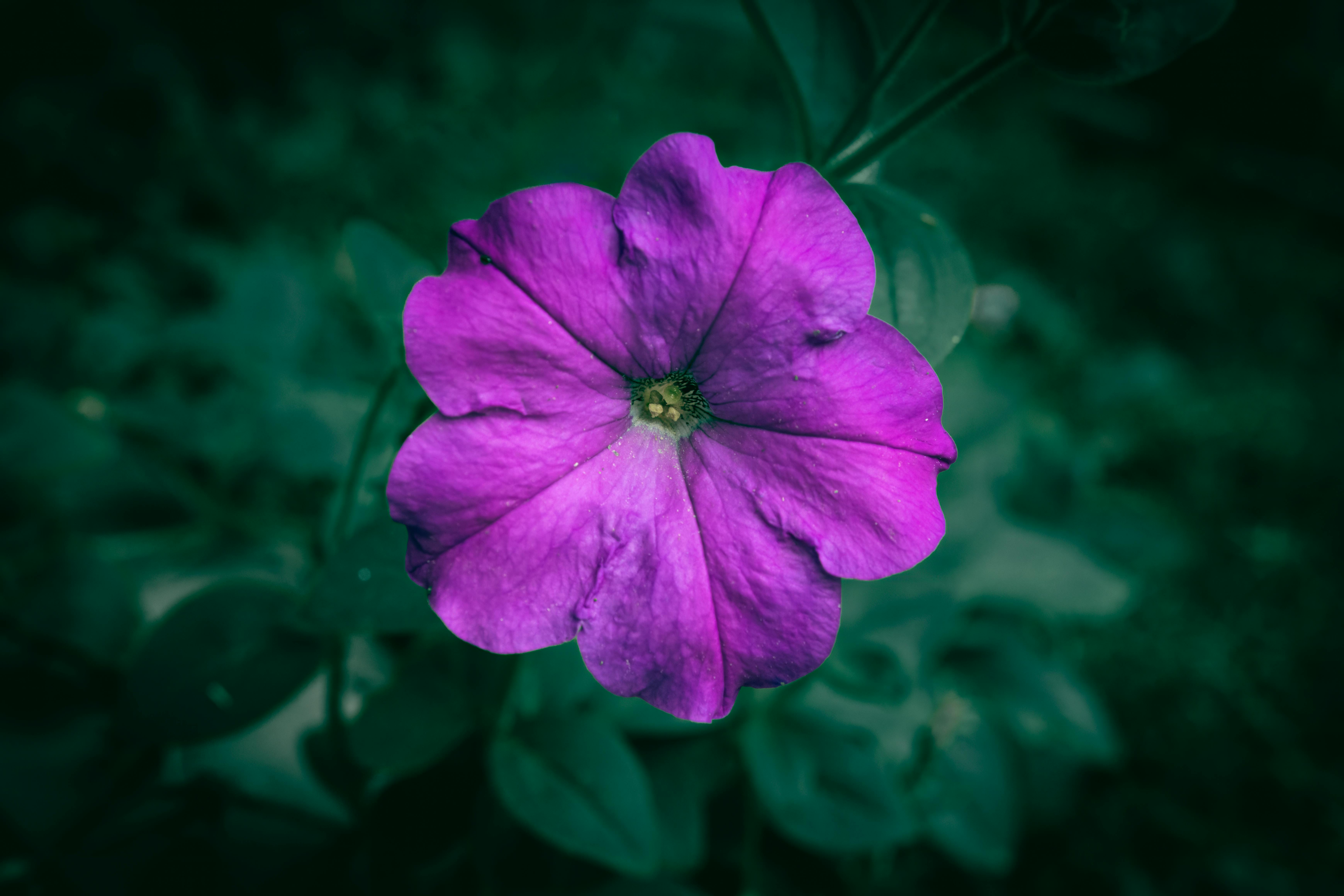 免费 户外盛开的一朵鲜艳的紫色矮牵牛花的特写照片。 素材图片