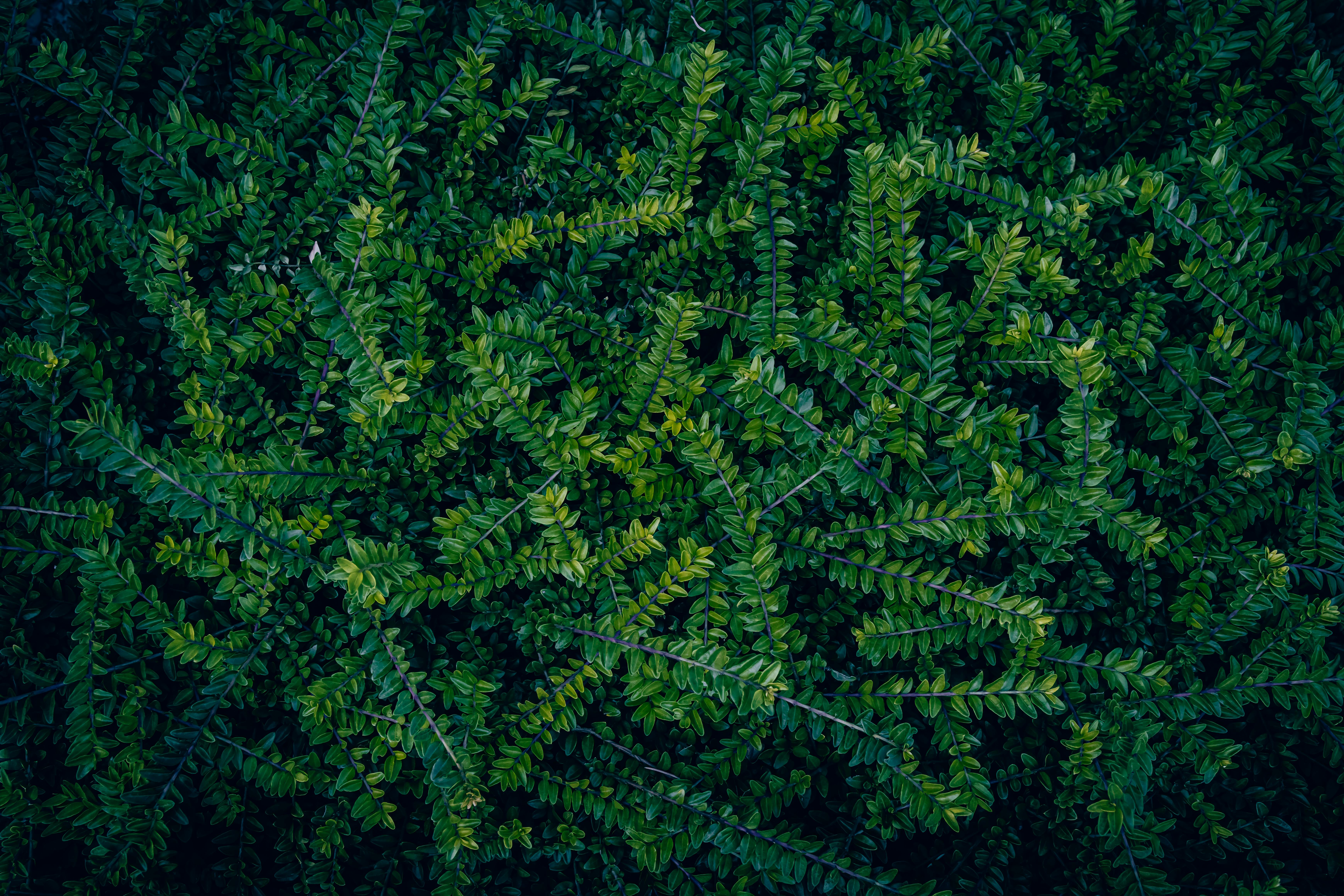 gratis Levendige groene bladeren die een dicht en gestructureerd, natuurlijk patroon vormen. Stockfoto