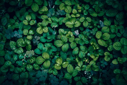 A detailed close-up of textured dark green foliage, showcasing vibrant leaves in a natural outdoor setting.