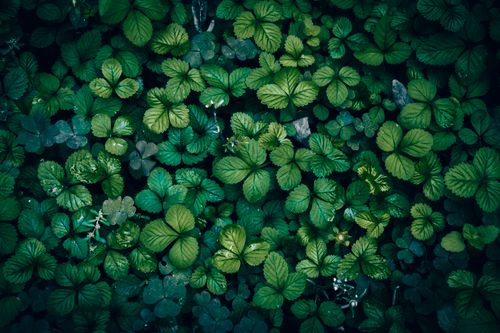 Free A detailed close-up of textured dark green foliage, showcasing vibrant leaves in a natural outdoor setting. Stock Photo
