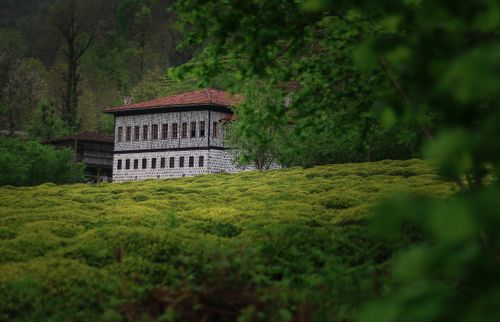 Free Explore the beautiful greenery and traditional architecture in Fındıklı, Rize, Türkiye. Stock Photo