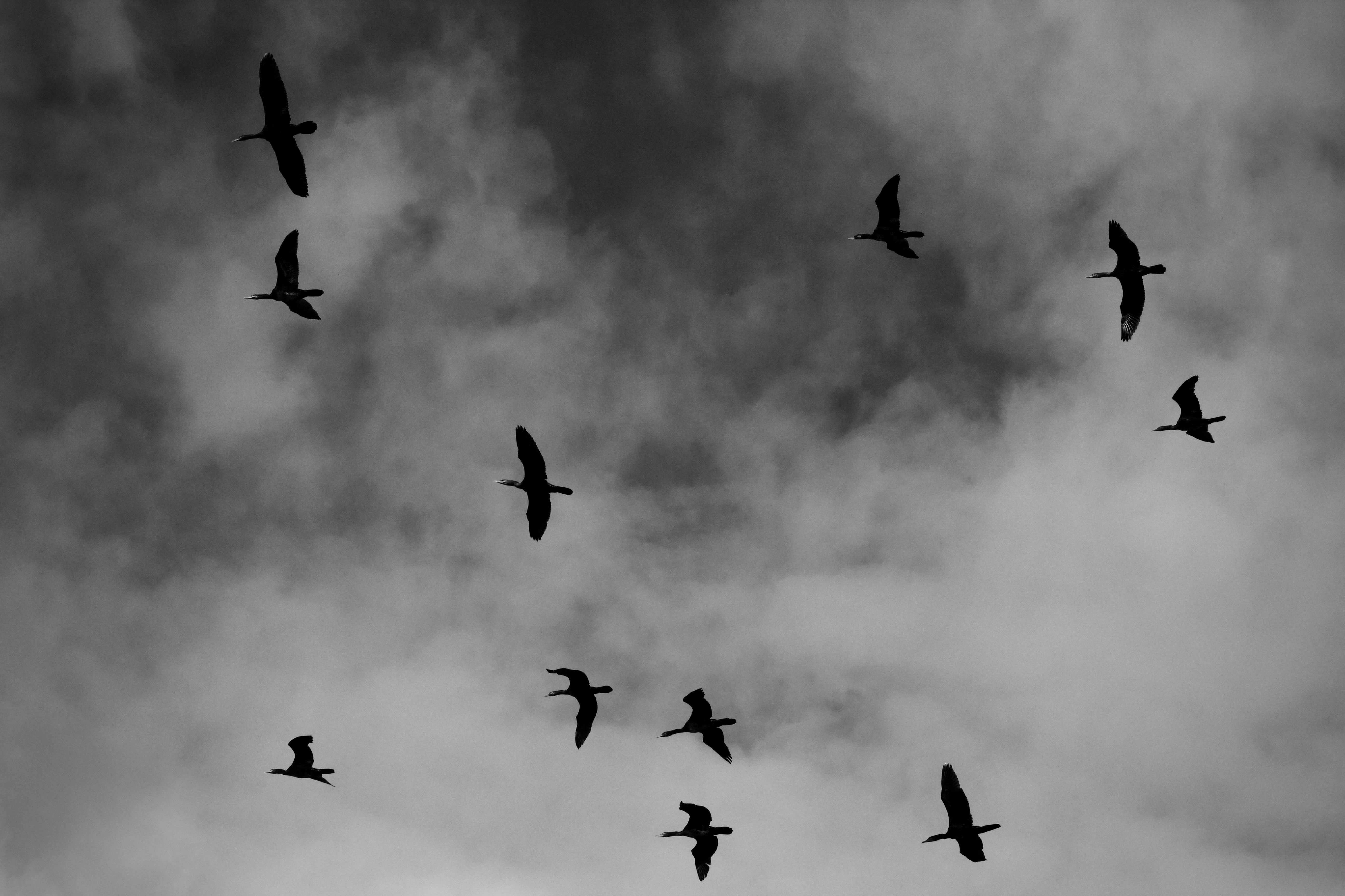 Free Silhouette of birds flying in formation against a dramatic cloudy sky. Stock Photo