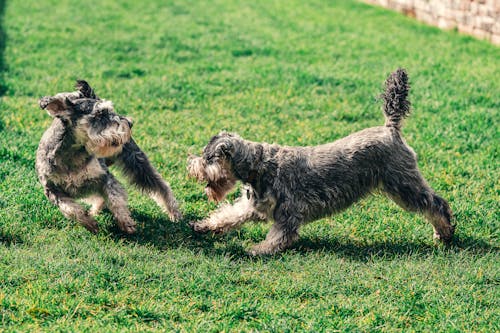 在草地上玩耍的两个雪纳瑞犬的照片