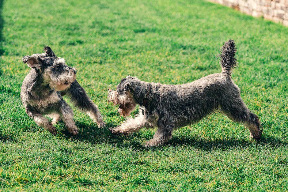 Photo of Two Schnauzer Playing on Grass
