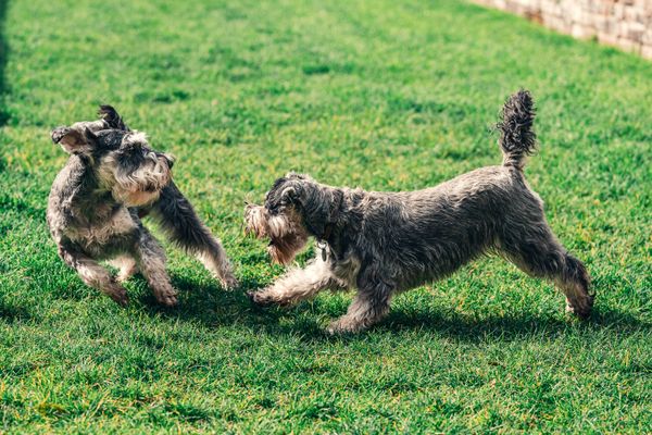 Two happy dogs