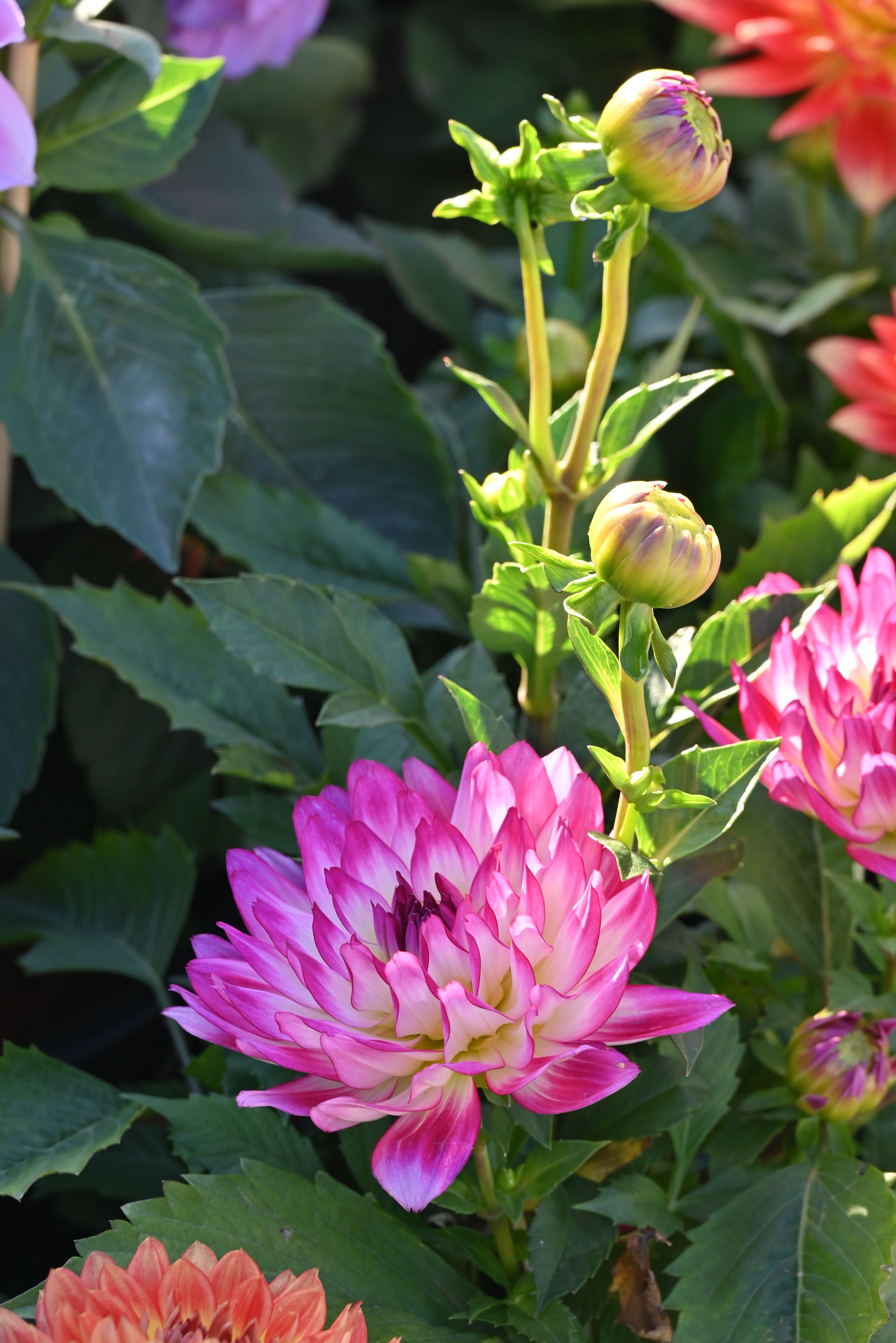 Close-up of Vibrant Pink Dahlia Flowers in Bloom · Free Stock Photo