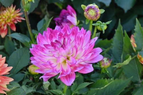 Free Close-up of a vibrant pink dahlia flower with lush green leaves in a garden. Stock Photo
