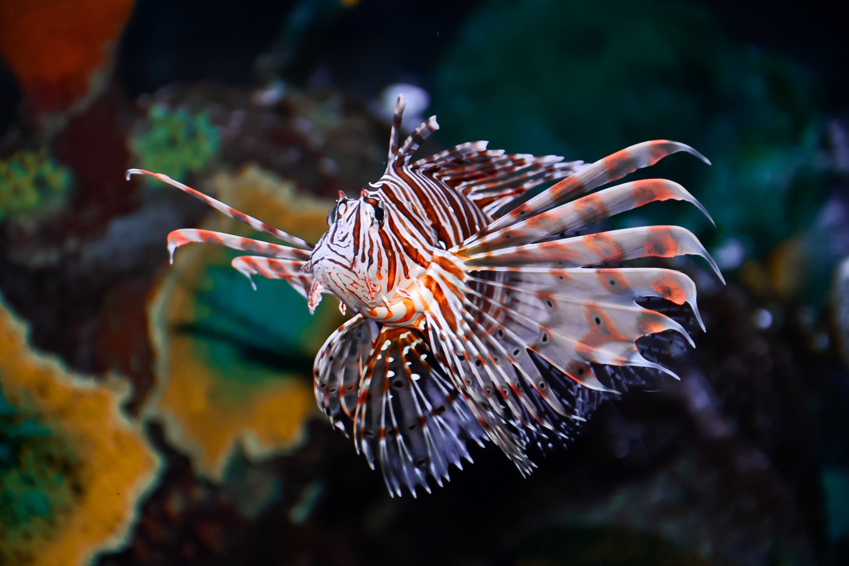 Close-up of a Vibrant Lionfish Swimming Underwater · Free Stock Photo