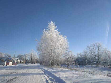 A serene winter street scene with snow-covered trees under a clear blue sky.