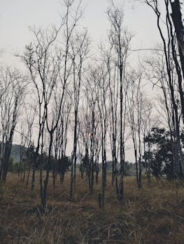 A serene, moody forest scene with bare trees at twilight, creating a minimalistic ambiance.